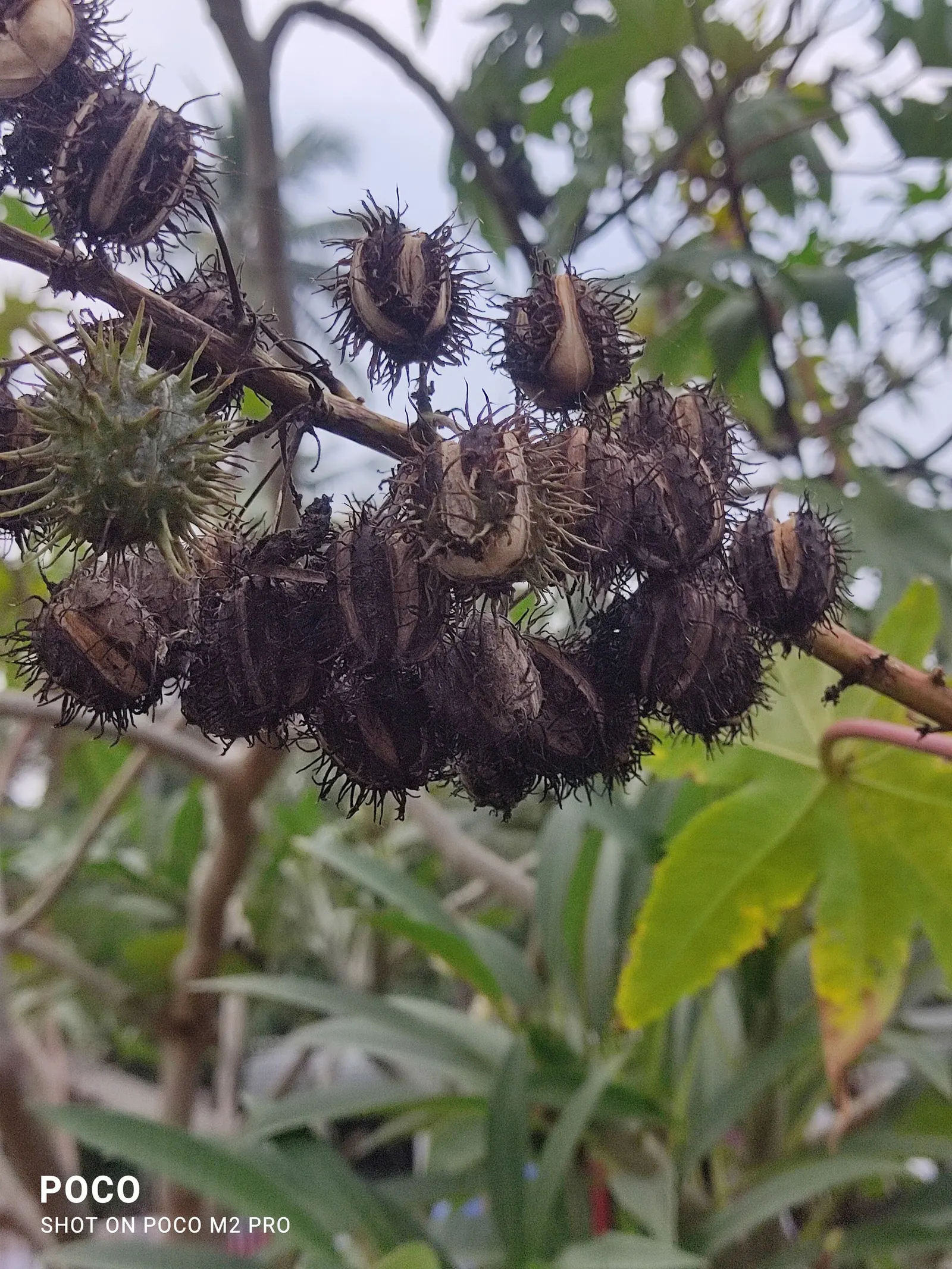 Castor Bean, Palma Christi (Ricinus Communis) — Ricinus communis comes in a variety of colors