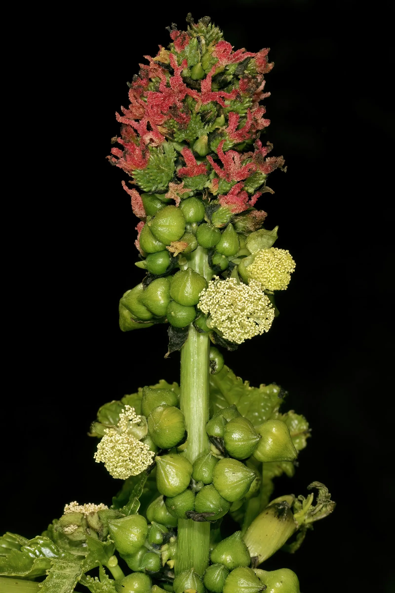 Castor Bean, Palma Christi (Ricinus Communis) — Regular watering during dry periods will ensure a lush, captivating presence; annual / shrub for full or half