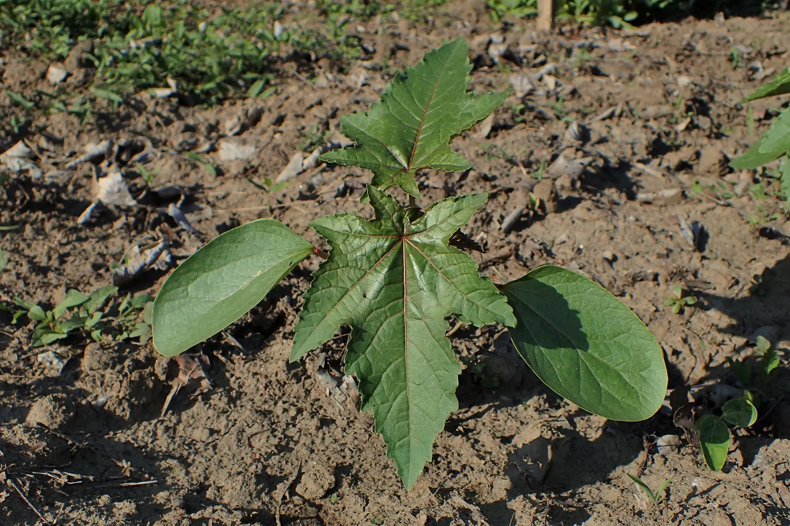 Castor Bean, Palma Christi (Ricinus Communis) — Mid-summer to fall, the plant produces spiny seed pods and small, inconspicuous flowers; and handle, image 86