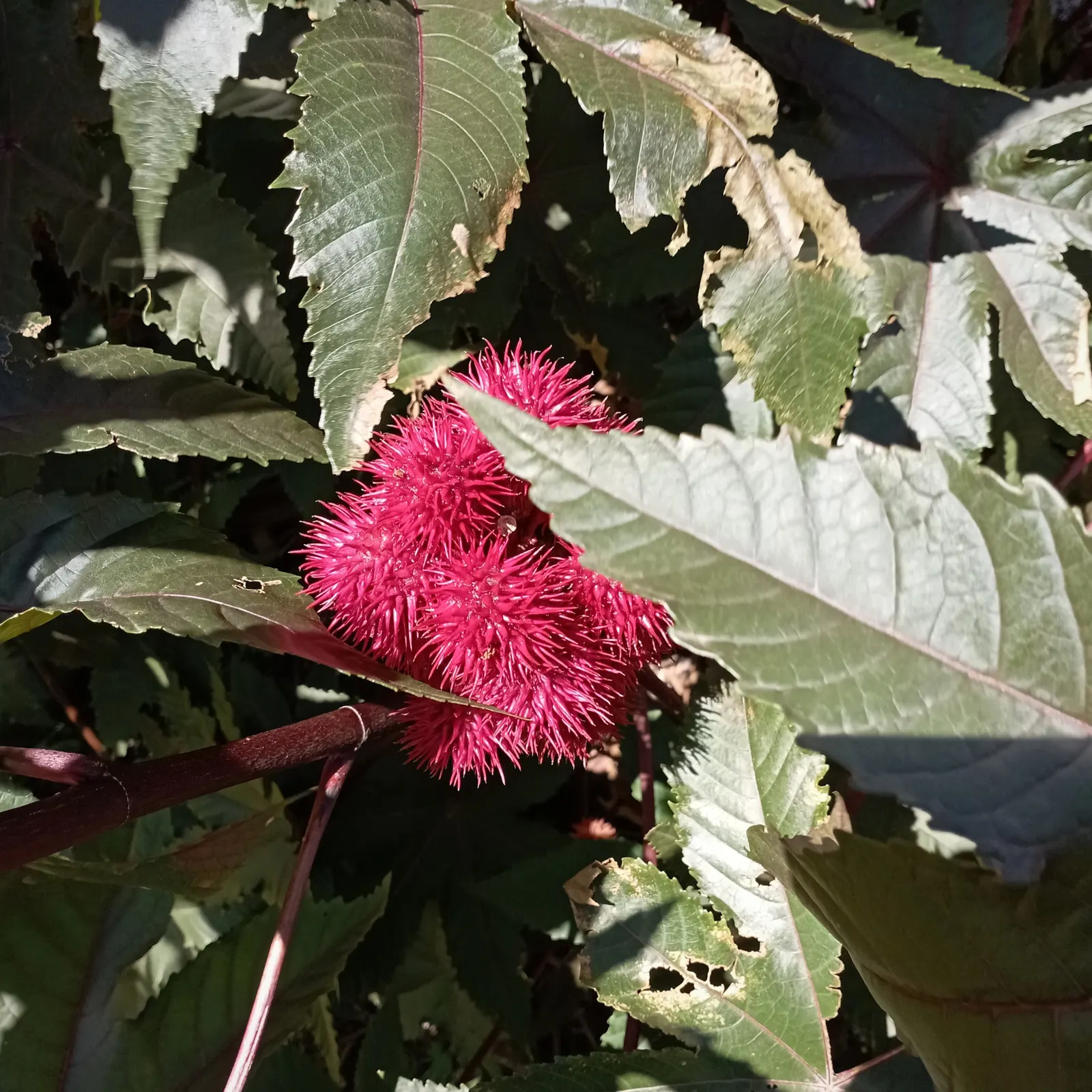 Castor Bean, Palma Christi (Ricinus Communis) — Prefers full sun and well-drained soil; fast-growing specimen that can add a bold architectural statement to