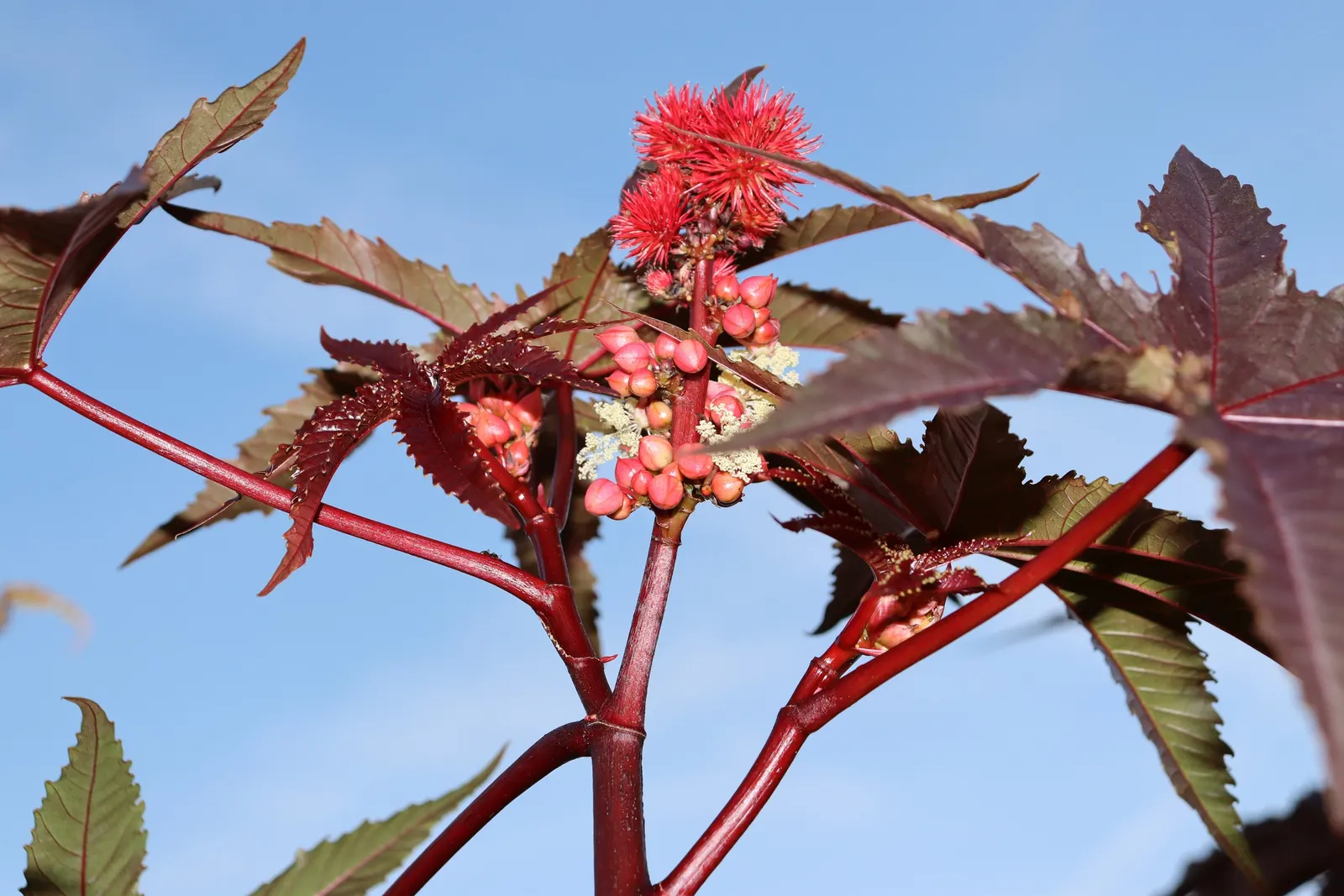 Castor Bean, Palma Christi (Ricinus Communis) — Castor Bean plants are best placed in the back of a border or as a focal point
