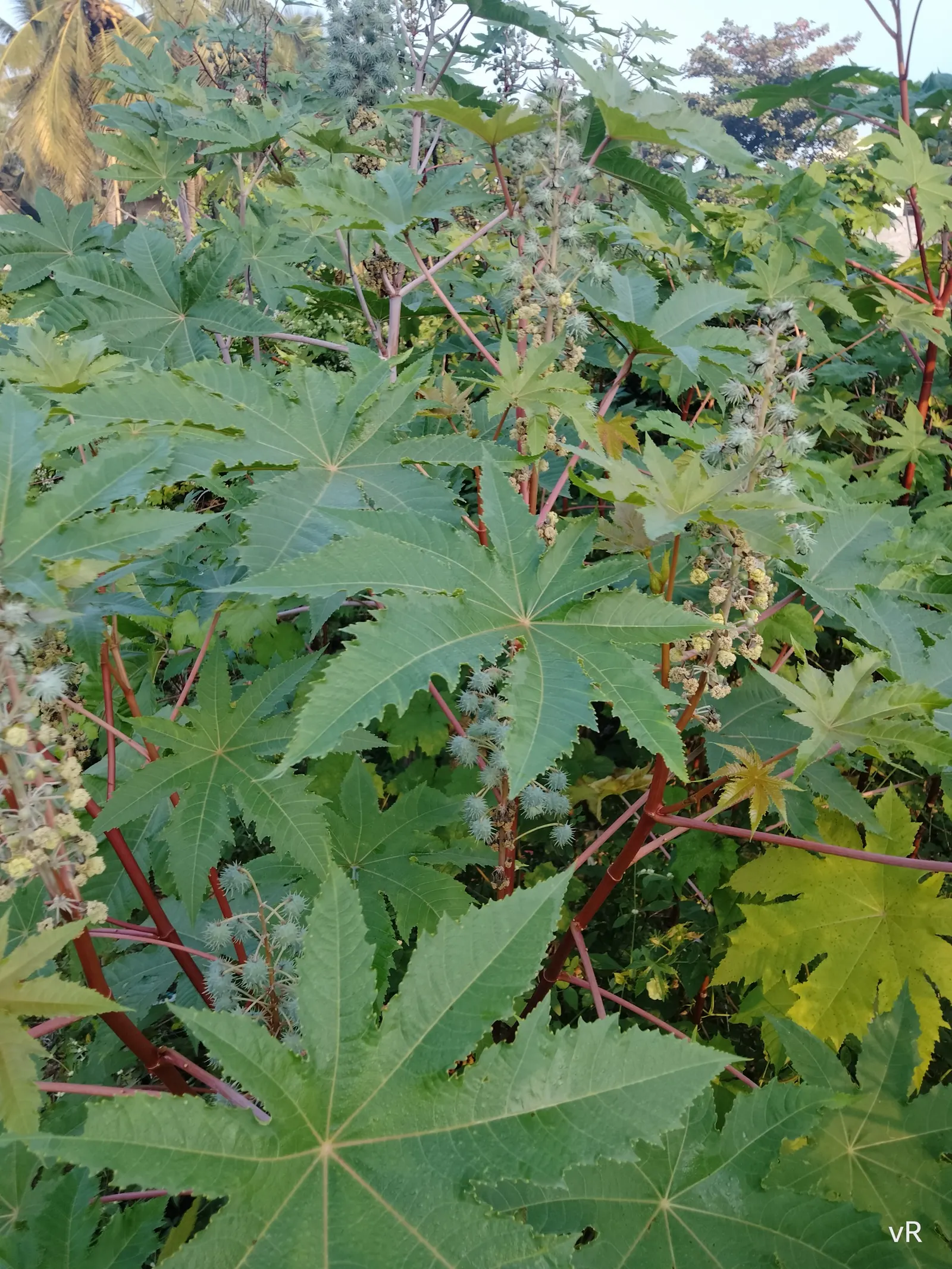 Castor Bean, Palma Christi (Ricinus Communis) — place the Castor Bean in areas away from pets and children; scientifically known as Ricinus, image 142
