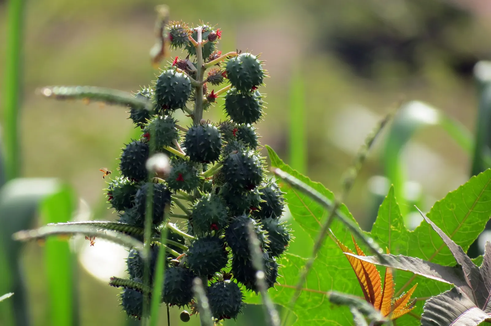 Castor Bean, Palma Christi (Ricinus Communis) — The leaves are arranged in a star-like pattern adding to its dramatic appearance; they are also the, image 85