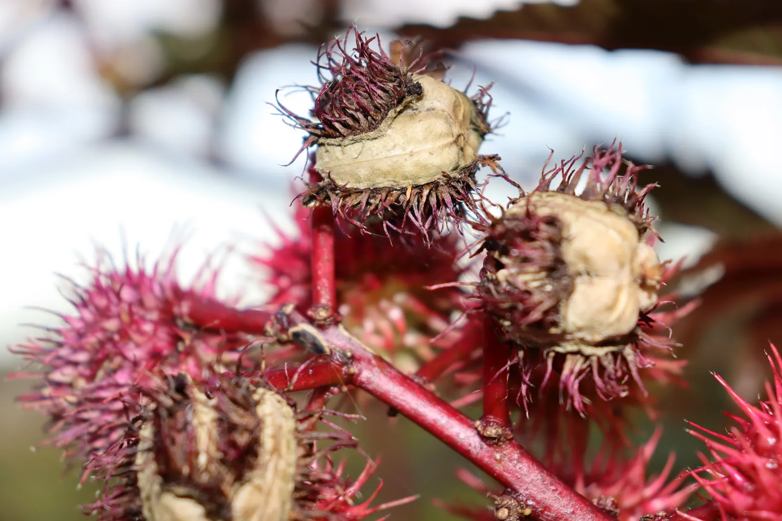 Castor Bean, Palma Christi (Ricinus Communis) — Regular watering during dry periods will ensure a lush, captivating presence; annual / shrub for, image 141