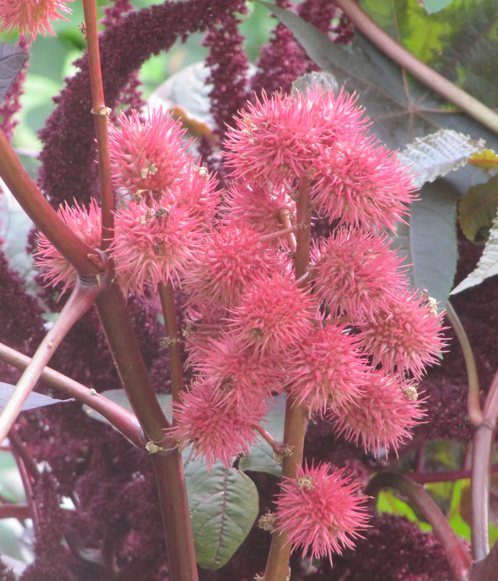 Castor Bean, Palma Christi (Ricinus Communis) — annual / shrub for full or half; regular watering during dry periods will ensure a lush, captivating presence