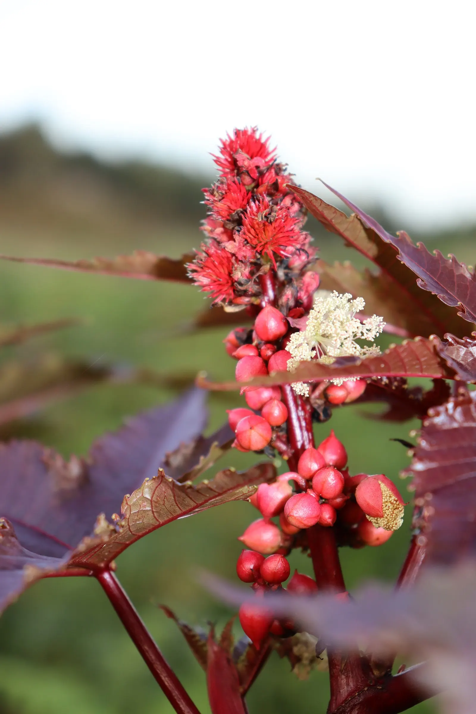 Castor Bean, Palma Christi (Ricinus Communis) — place the Castor Bean in areas away from pets and children; scientifically known as Ricinus, image 70