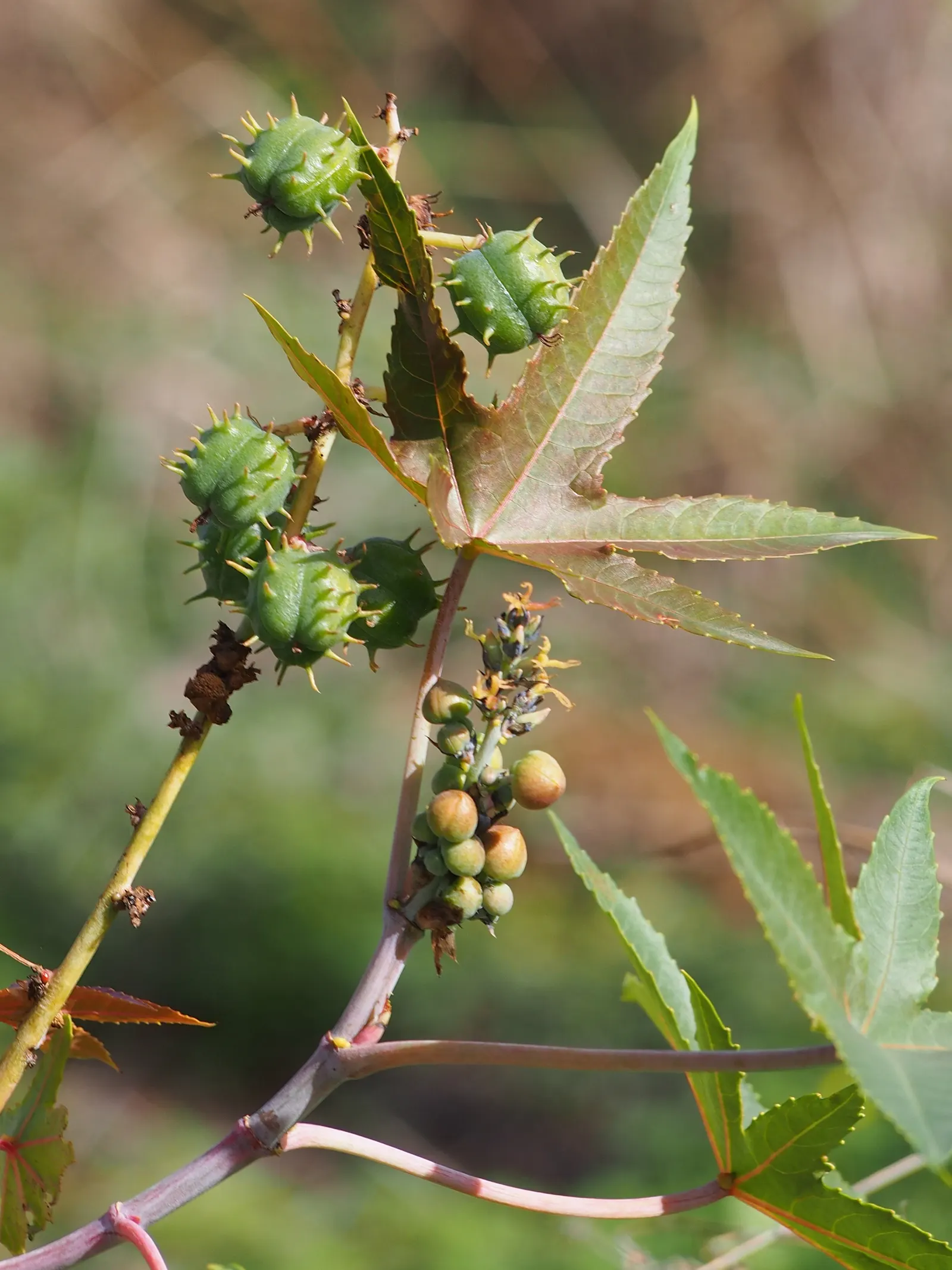 Castor Bean, Palma Christi (Ricinus Communis) — The leaves are arranged in a star-like pattern adding to its dramatic appearance; they are also the, image 61