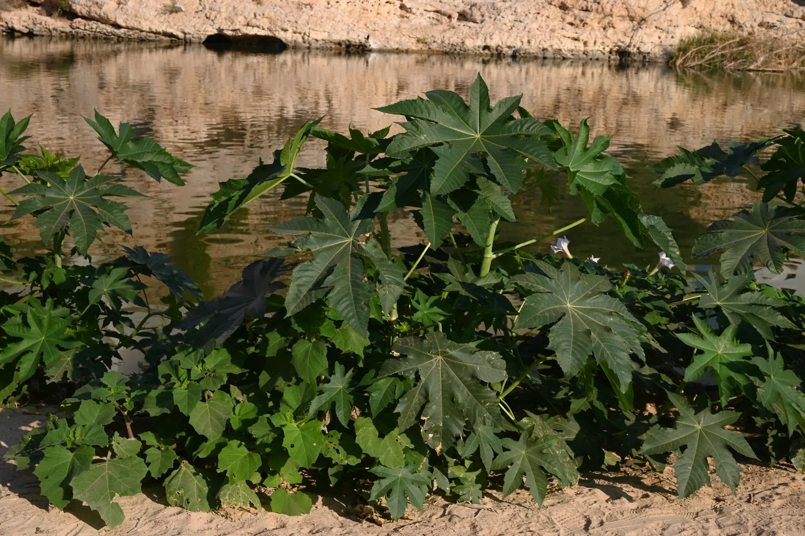 Castor Bean, Palma Christi (Ricinus Communis) — The Castor Bean 'Ricinus communis'; caution: all plant parts contain toxic ricin, especially the seeds