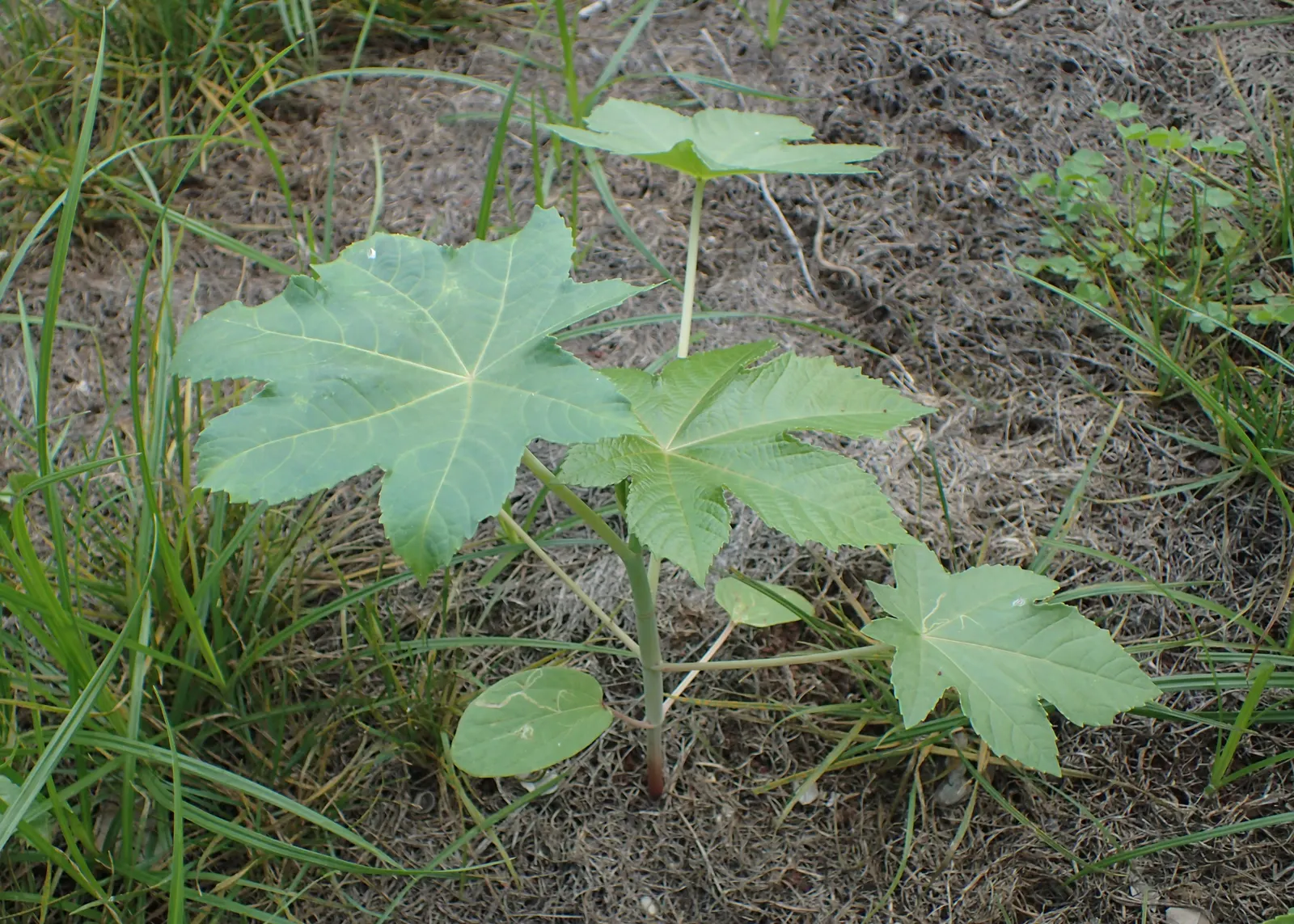 Castor Bean, Palma Christi (Ricinus Communis) — from deep green to purplish-red; this perennial is often grown as an annual in temperate climates, image 84