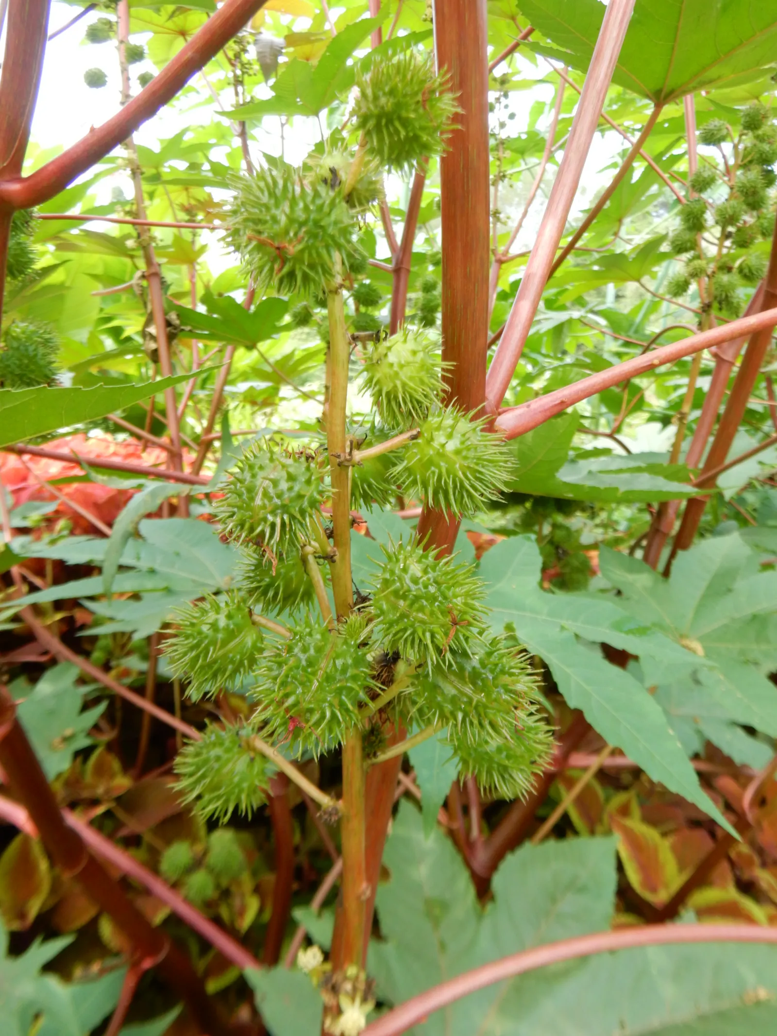 Castor Bean, Palma Christi (Ricinus Communis) — Prefers full sun and well-drained soil