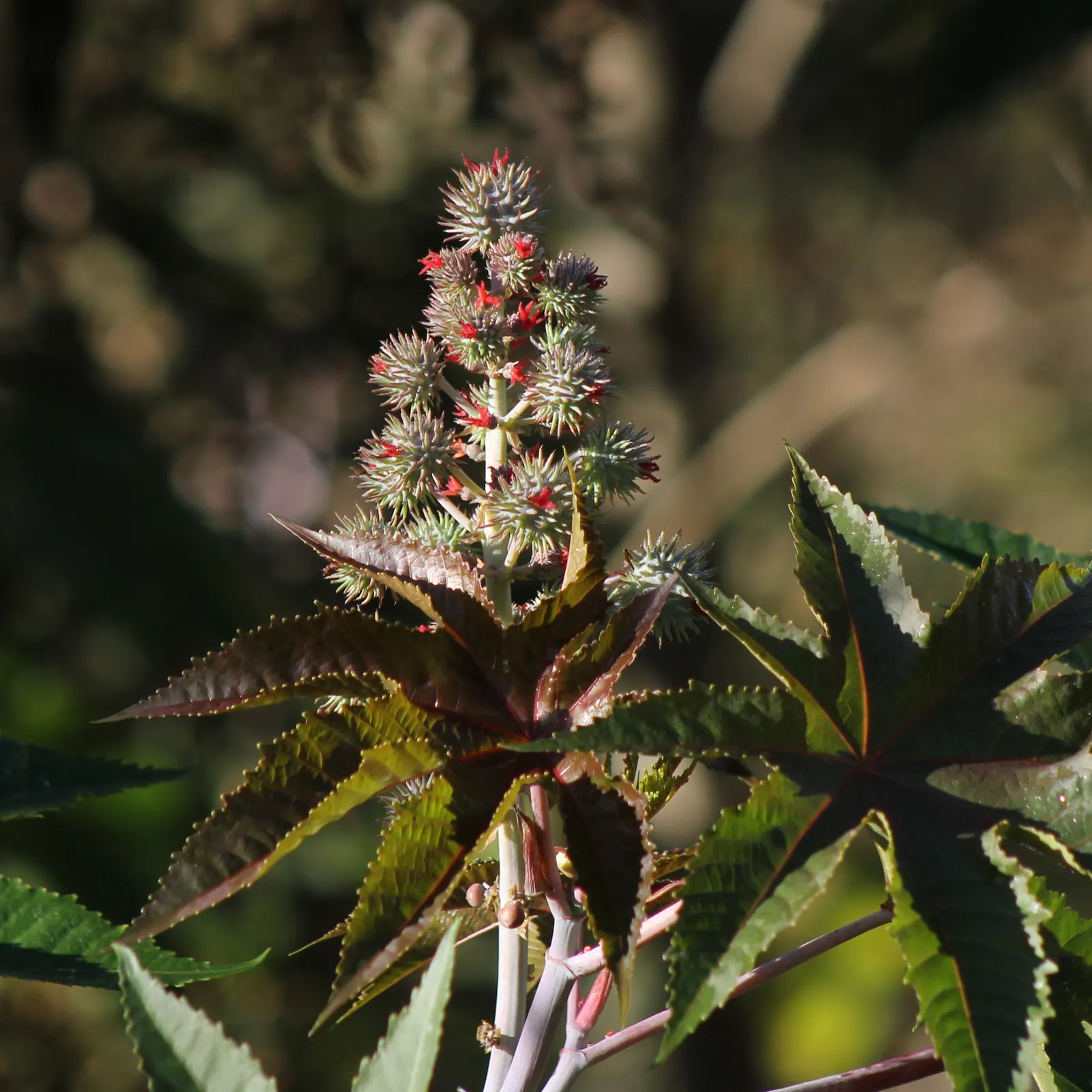 Castor Bean, Palma Christi (Ricinus Communis) — scientifically known as Ricinus communis and also commonly referred to as Palma Christi; place the Castor Bean