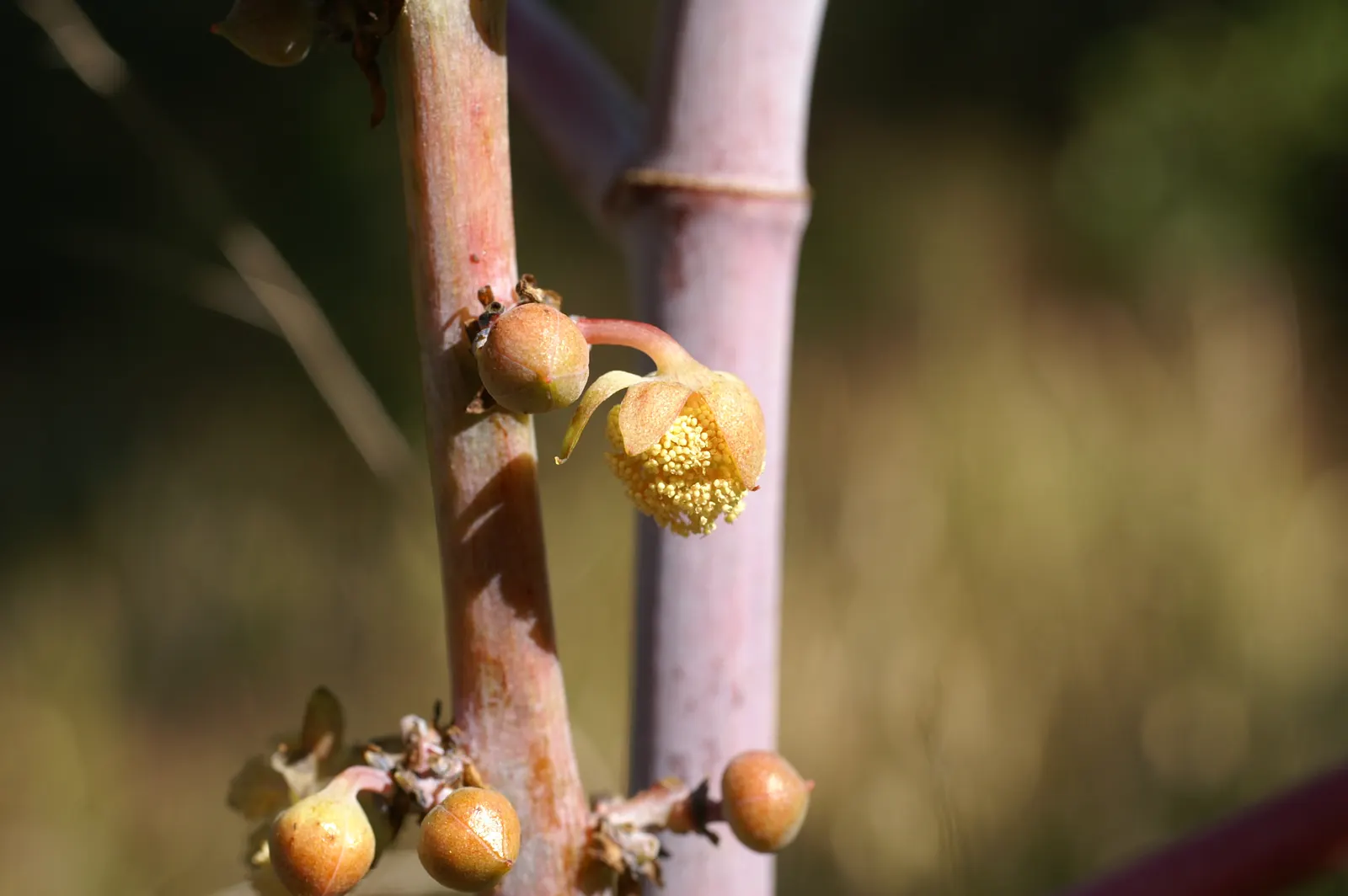 Castor Bean, Palma Christi (Ricinus Communis) — scientifically known as Ricinus communis and also commonly referred to as Palma Christi; place the, image 79