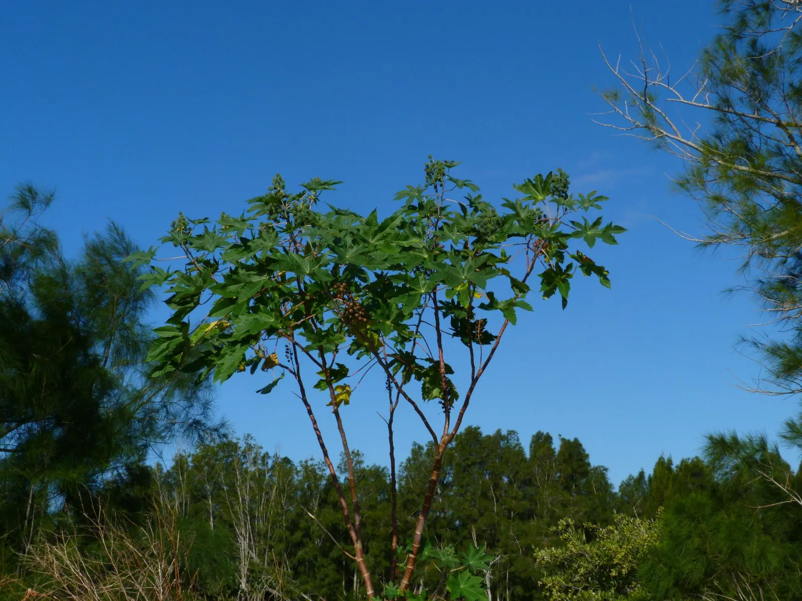 Castor Bean, Palma Christi (Ricinus Communis) — Ample space is essential, as the plant can spread 3 to 4 feet wide