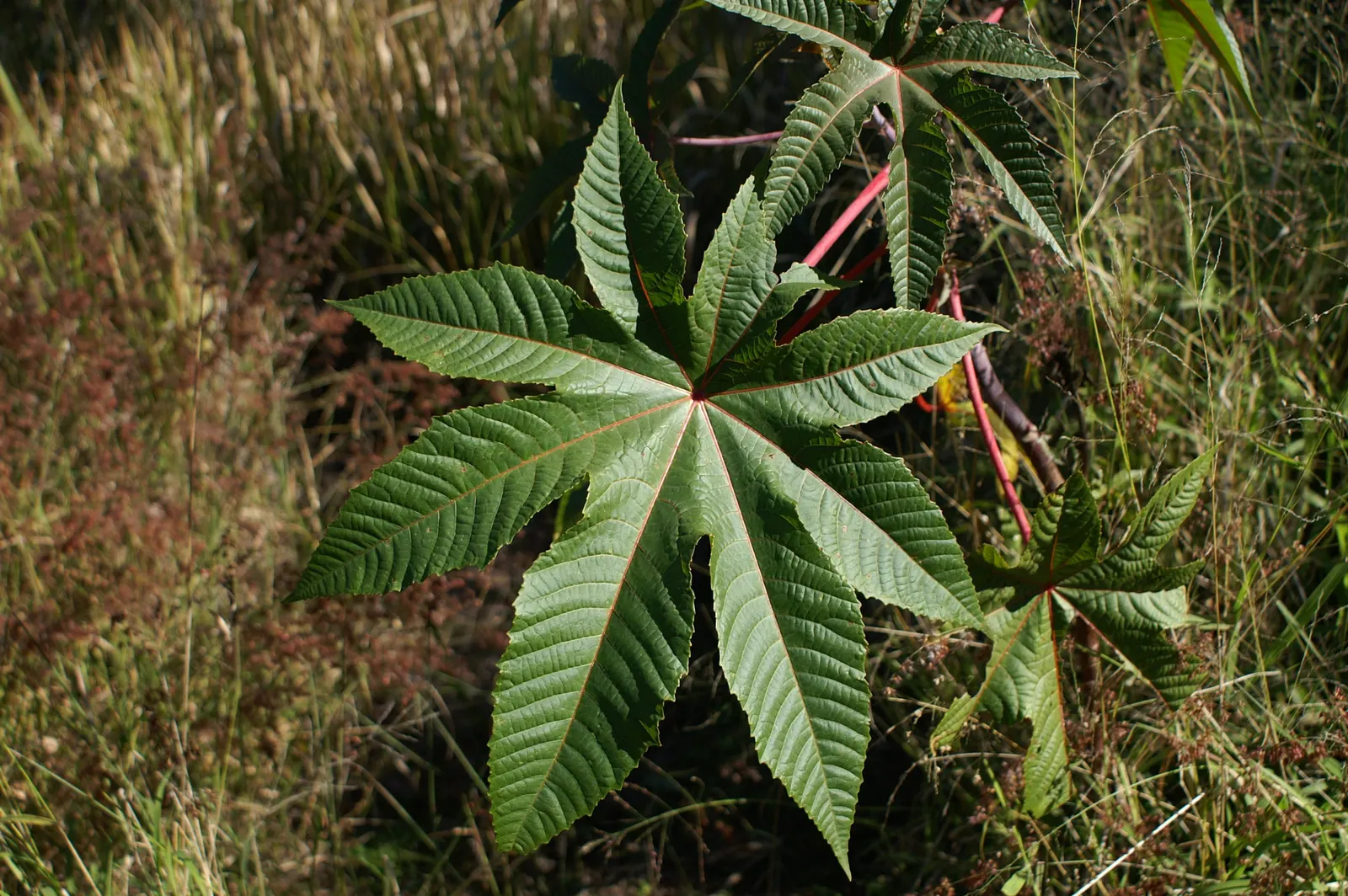 Castor Bean, Palma Christi (Ricinus Communis) — they are also the source of castor oil; the leaves are arranged in a star-like pattern adding to, image 136