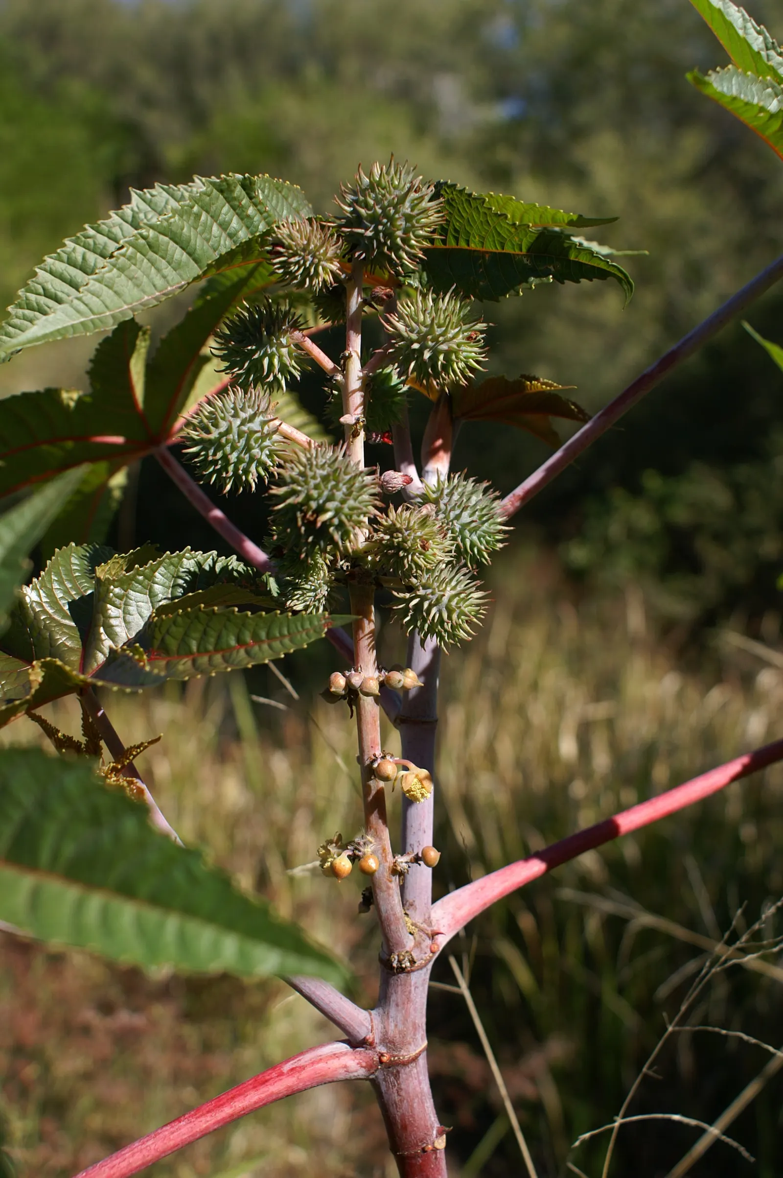 Castor Bean, Palma Christi (Ricinus Communis) — scientifically known as Ricinus communis and also commonly referred to as Palma Christi; place the, image 151