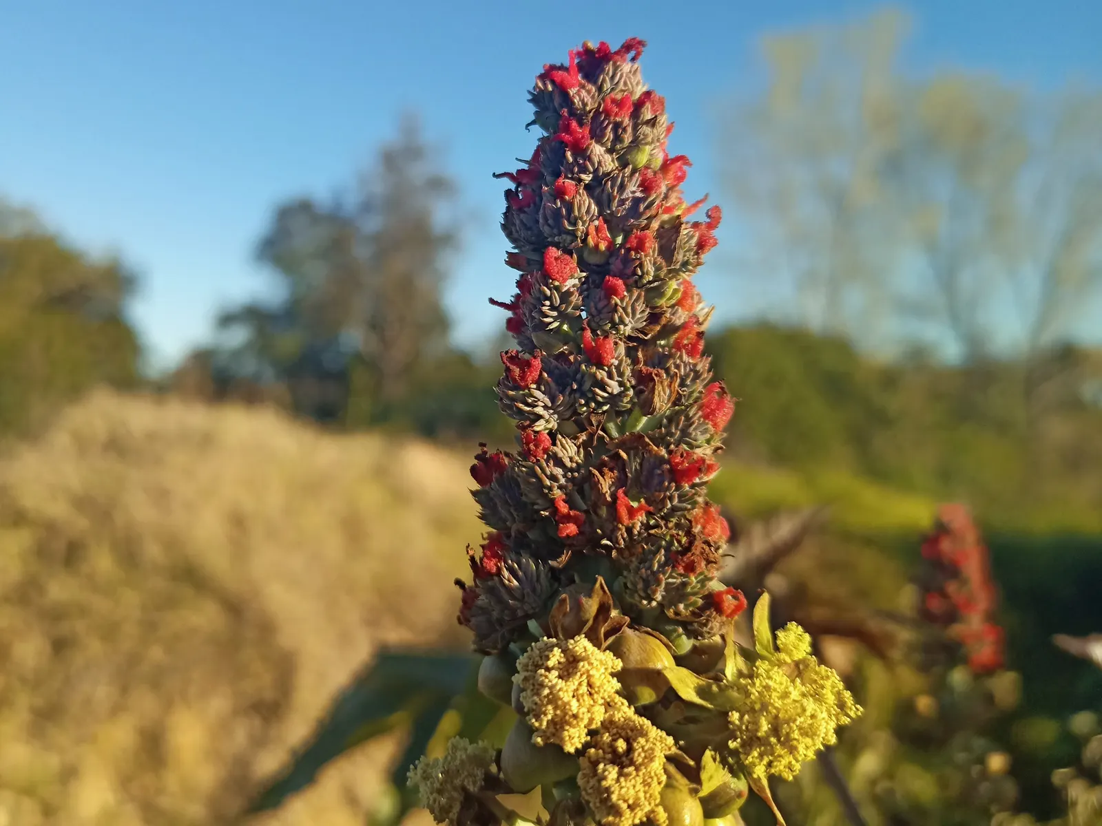 Castor Bean, Palma Christi (Ricinus Communis) — Its large, star-shaped leaves span up to 2 feet across, creating a bold texture with a deep, image 123