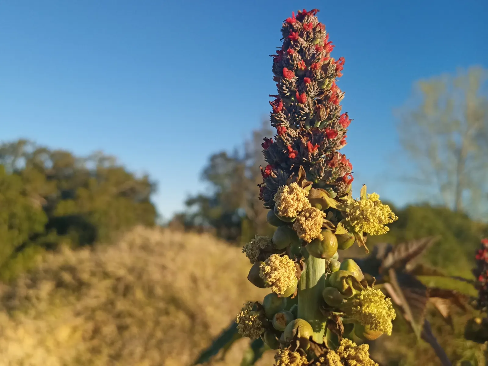 Castor Bean, Palma Christi (Ricinus Communis) — scientifically known as Ricinus communis and also commonly referred to as Palma Christi; place the, image 103