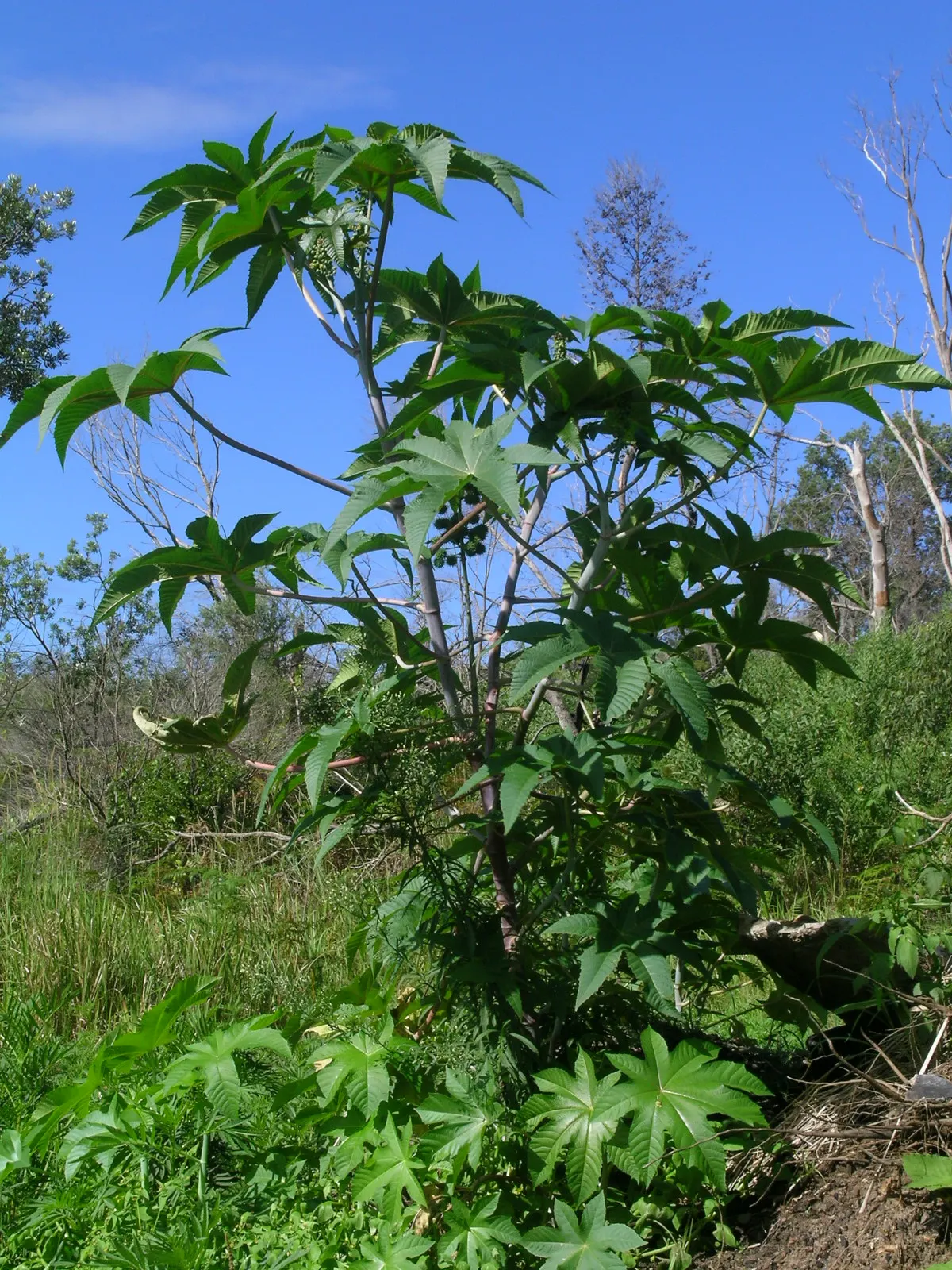 Castor Bean, Palma Christi (Ricinus Communis) — Ample space is essential, as the plant can spread 3 to 4 feet wide; historically used for medicinal