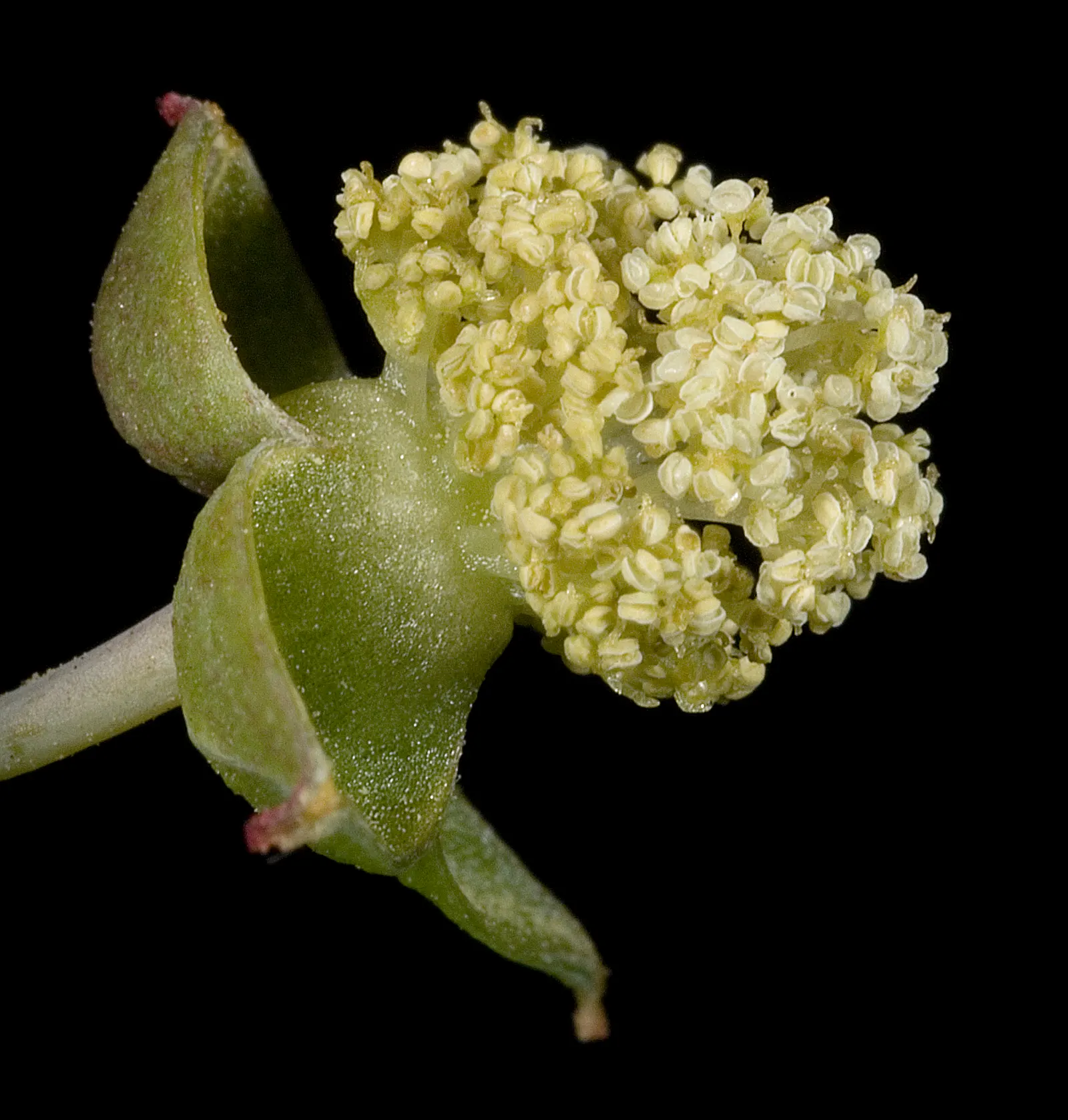 Castor Bean, Palma Christi (Ricinus Communis) — historically used for medicinal purposes.<br><br>Given its rapid growth; ample space is essential, as the plant