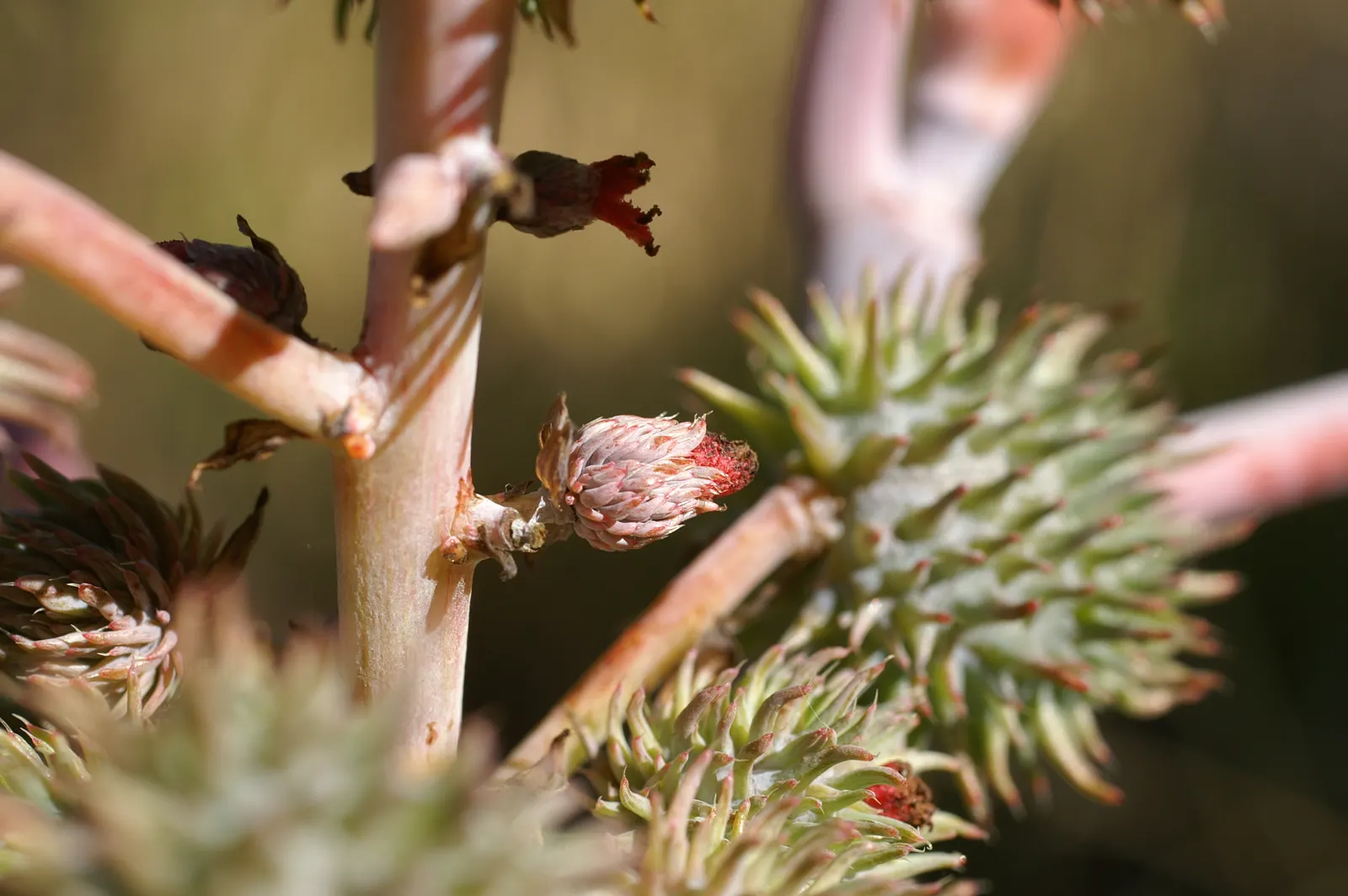 Castor Bean, Palma Christi (Ricinus Communis) — Caution: all plant parts contain toxic ricin, especially the seeds; the Castor Bean 'Ricinus, image 124