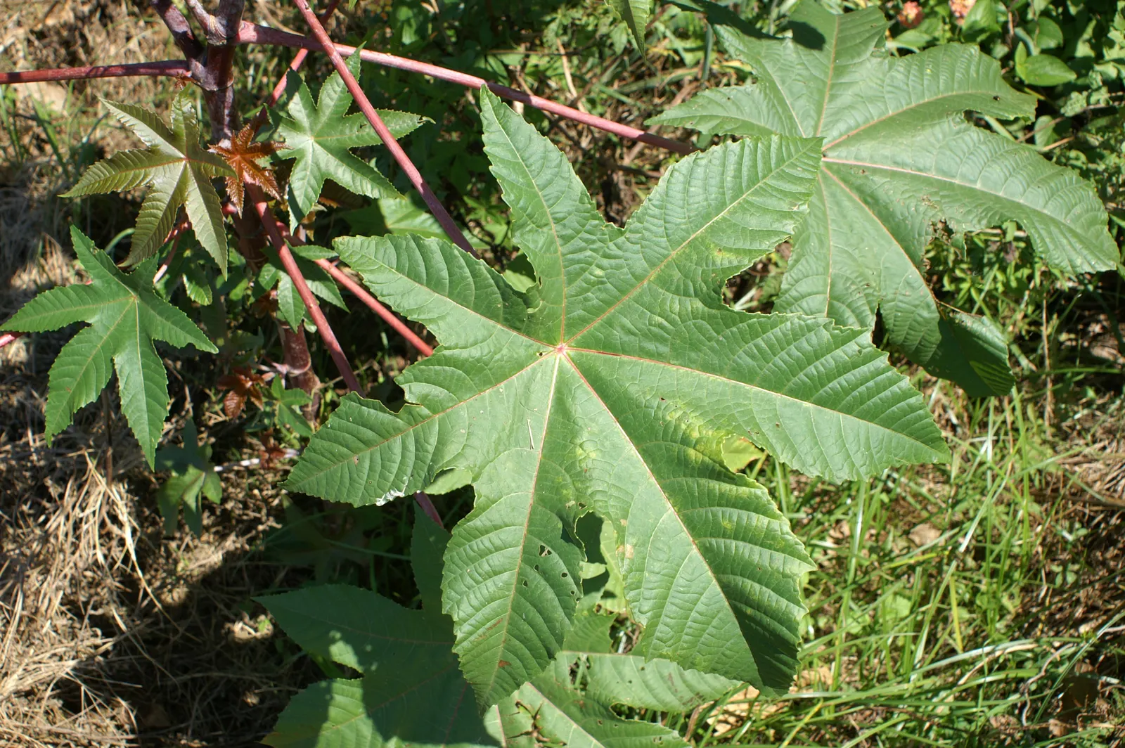 Castor Bean, Palma Christi (Ricinus Communis) — Caution: all plant parts contain toxic ricin, especially the seeds; the Castor Bean 'Ricinus communis'