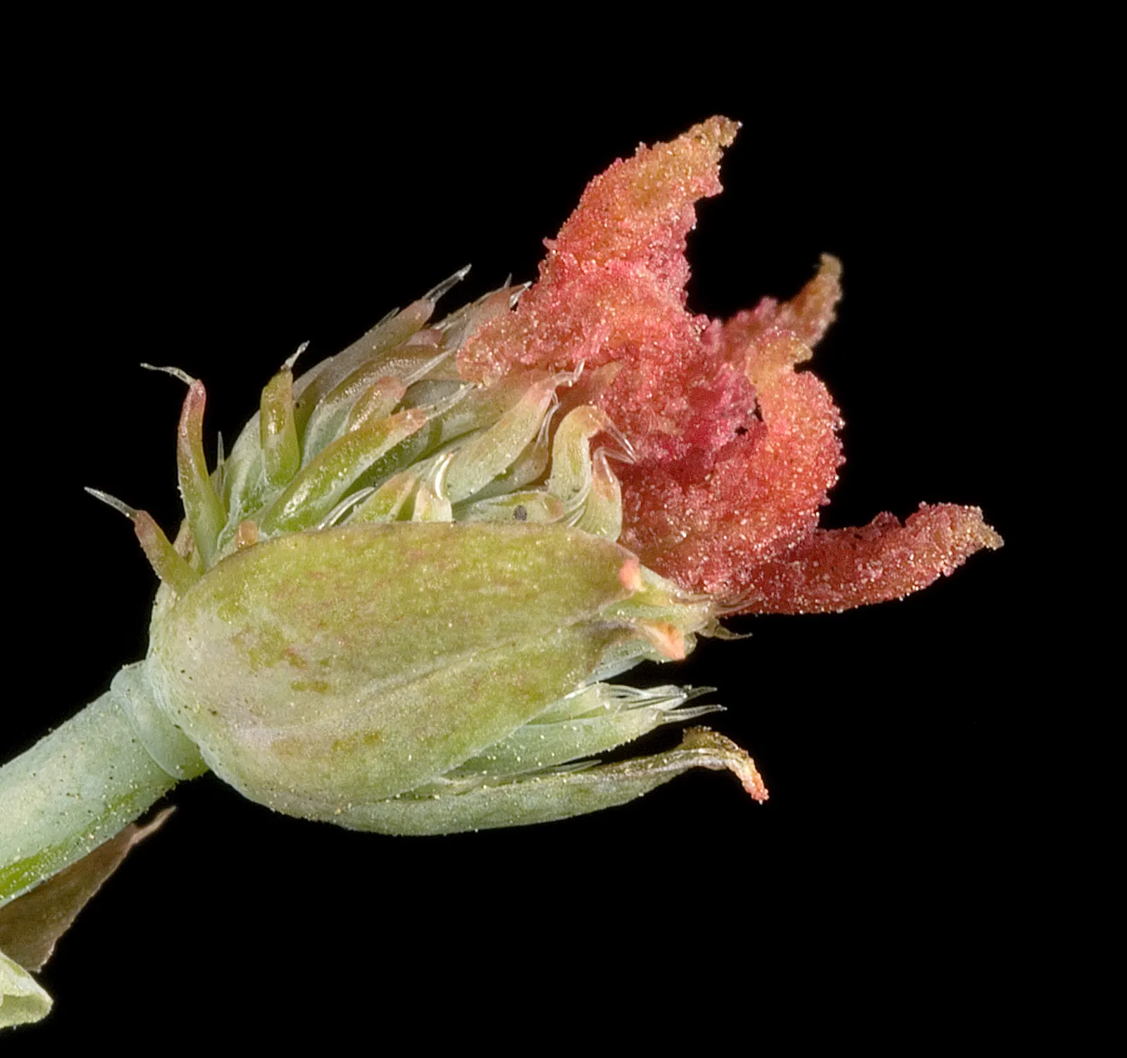 Castor Bean, Palma Christi (Ricinus Communis) — They prefer full sun and thrive in rich, well-drained soil; palmate leaves that can span up to 2, image 91