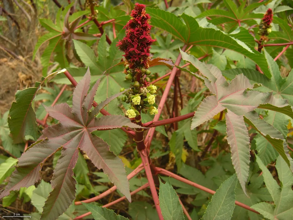 Castor Bean, Palma Christi (Ricinus Communis) — they are also the source of castor oil; the leaves are arranged in a star-like pattern adding to its dramatic