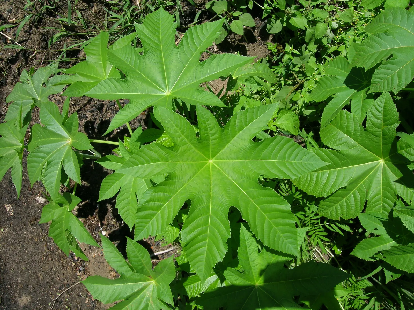 Castor Bean, Palma Christi (Ricinus Communis) — fast-growing tropical perennial reaching up to 10 feet in height