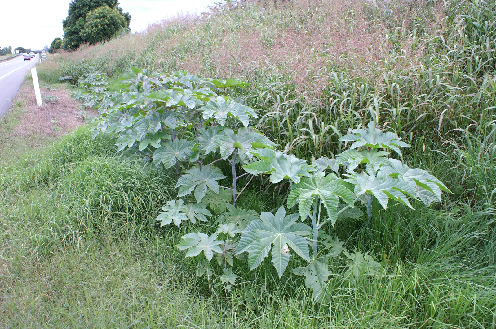 Castor Bean, Palma Christi (Ricinus Communis) — palmate leaves that can span up to 2 feet wide; they prefer full sun and thrive in rich, image 58