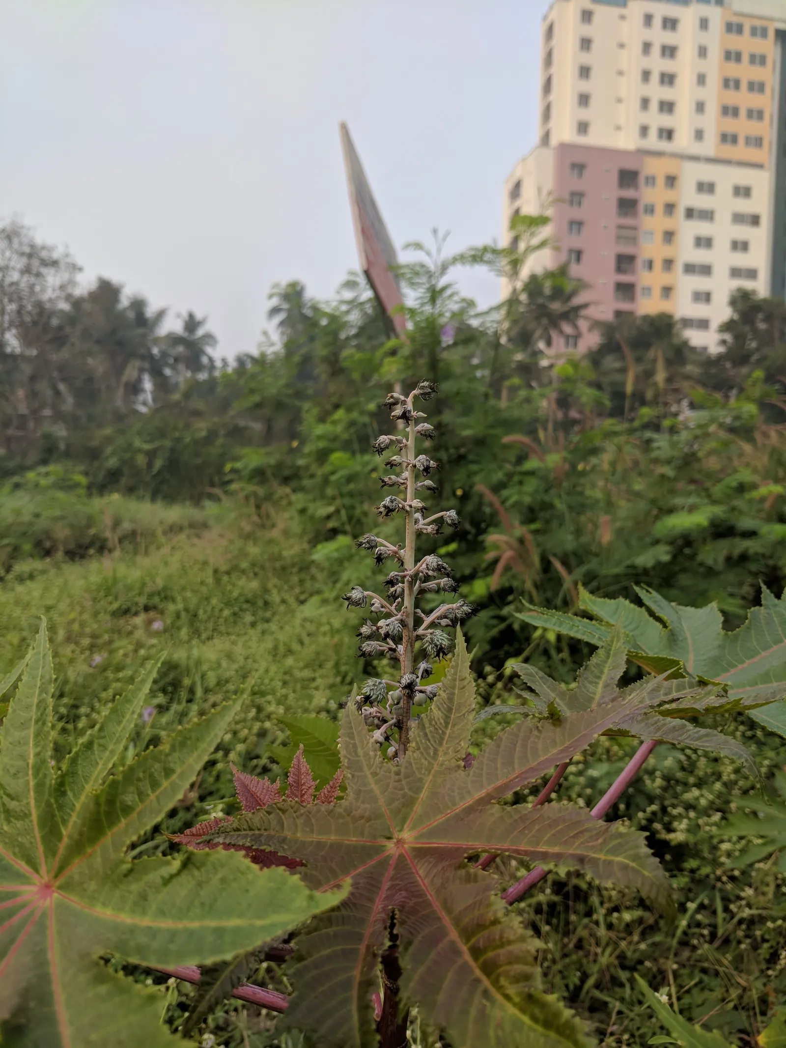 Castor Bean, Palma Christi (Ricinus Communis) — Mid-summer to fall, the plant produces spiny seed pods and small, inconspicuous flowers