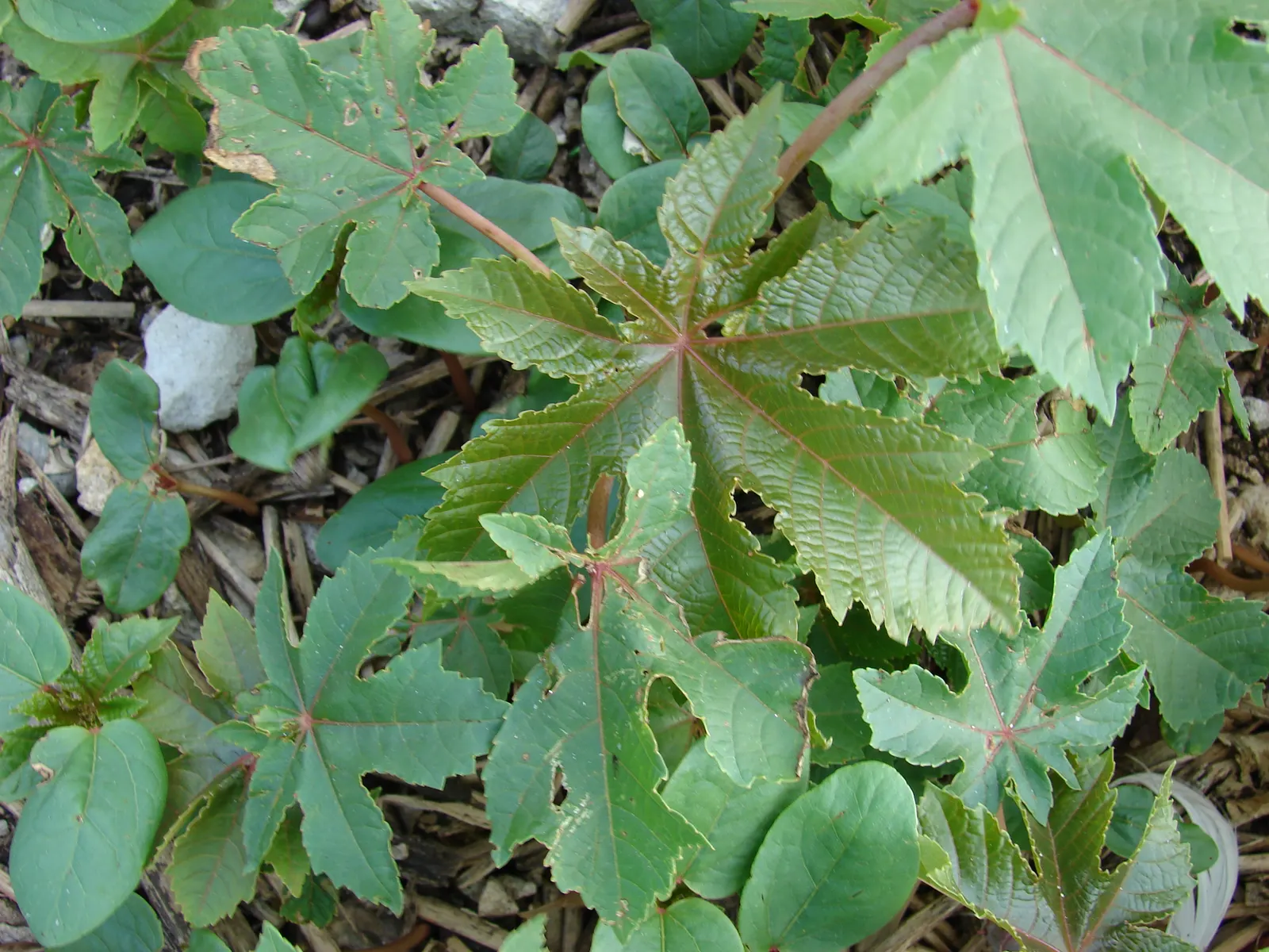 Castor Bean, Palma Christi (Ricinus Communis) — fast-growing tropical perennial reaching up to 10 feet in height; ricinus communis comes in a, image 146