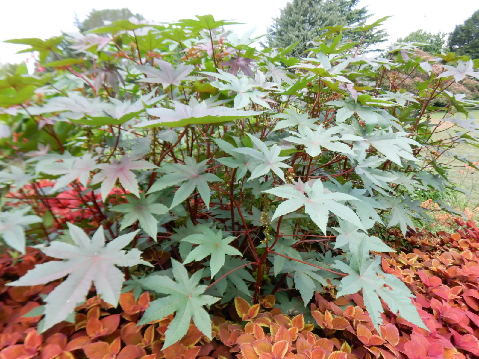 Castor Bean, Palma Christi (Ricinus Communis) — fast-growing specimen that can add a bold architectural statement to any garden; prefers full sun, image 152