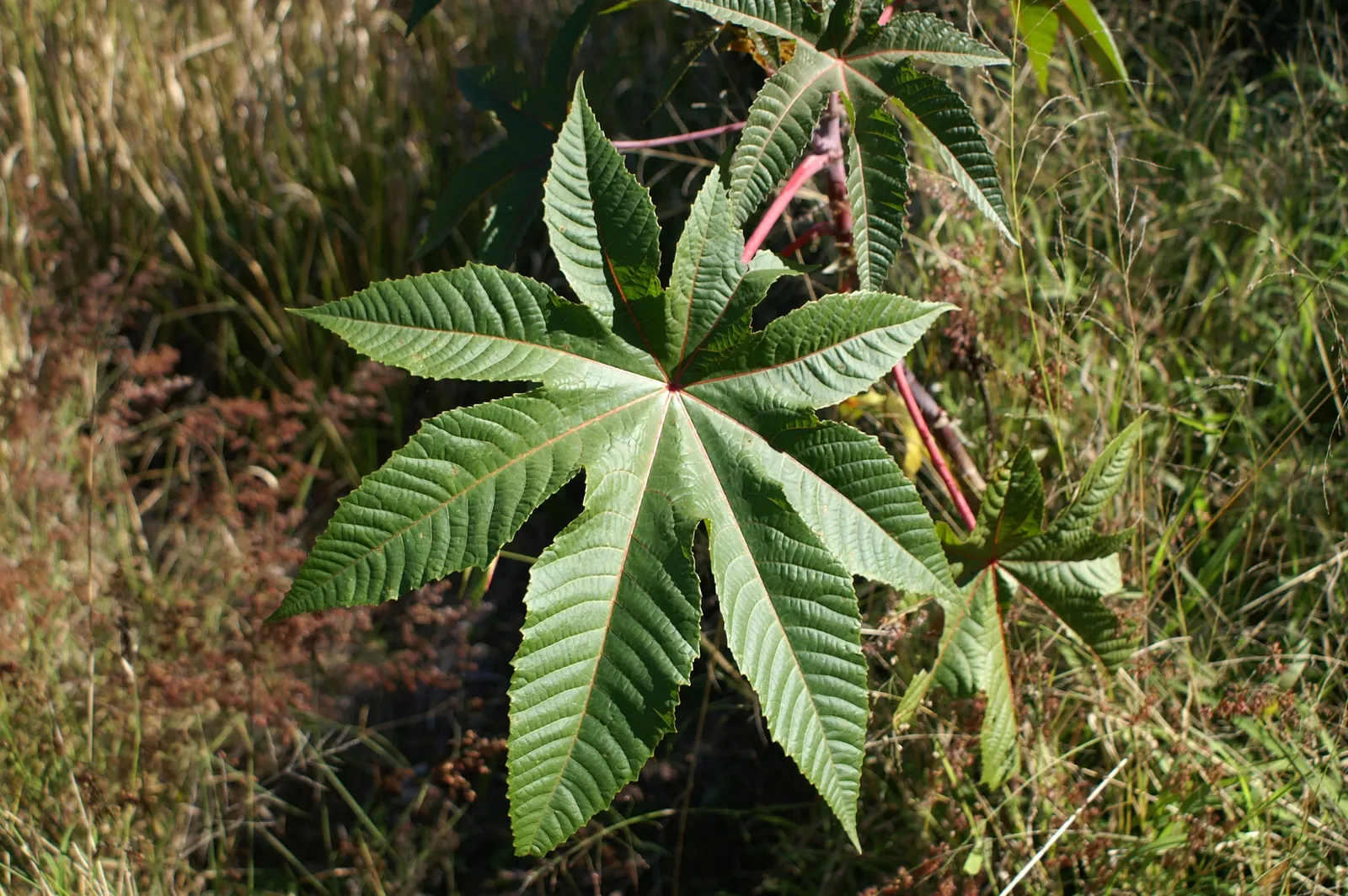 Castor Bean, Palma Christi (Ricinus Communis) — scientifically known as Ricinus communis and also commonly referred to as Palma Christi