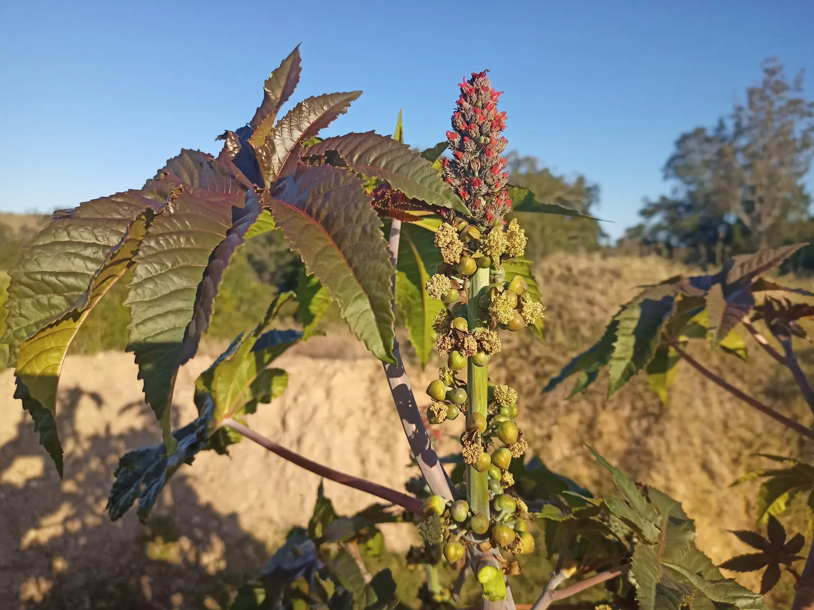 Castor Bean, Palma Christi (Ricinus Communis) — place the Castor Bean in areas away from pets and children; scientifically known as Ricinus, image 94