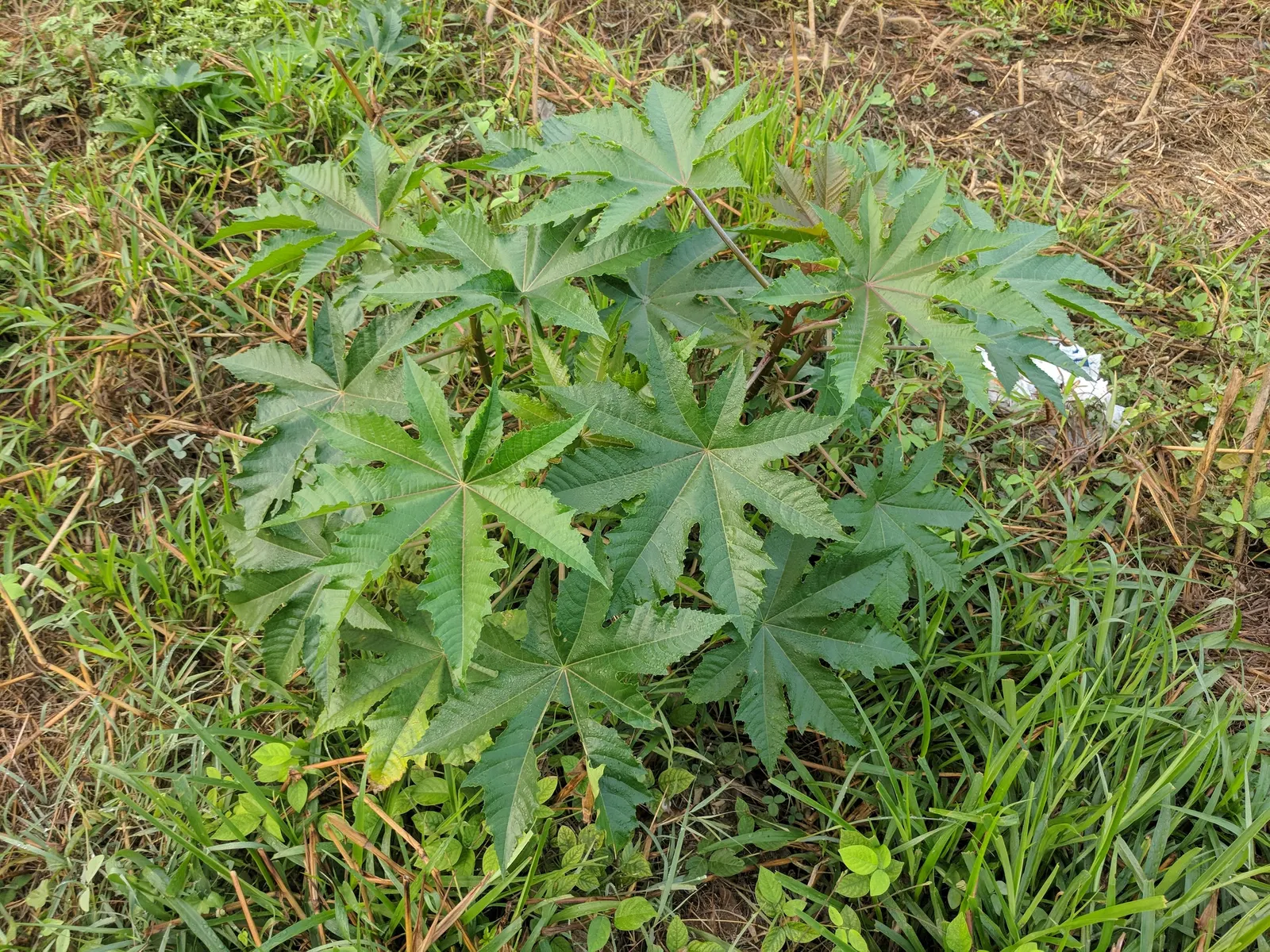 Castor Bean, Palma Christi (Ricinus Communis) — historically used for medicinal purposes.<br><br>Given its rapid growth; ample space is essential, image 89