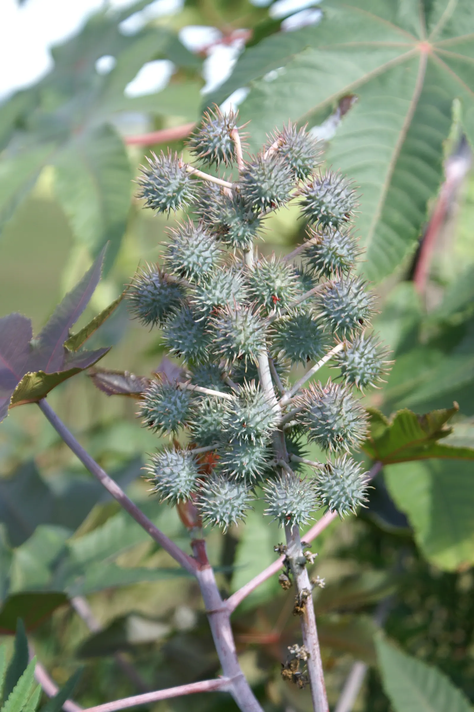 Castor Bean, Palma Christi (Ricinus Communis) — Hardy in zones 9-11, grown as an annual in cooler climates; while the seeds are noteworthy for, image 102