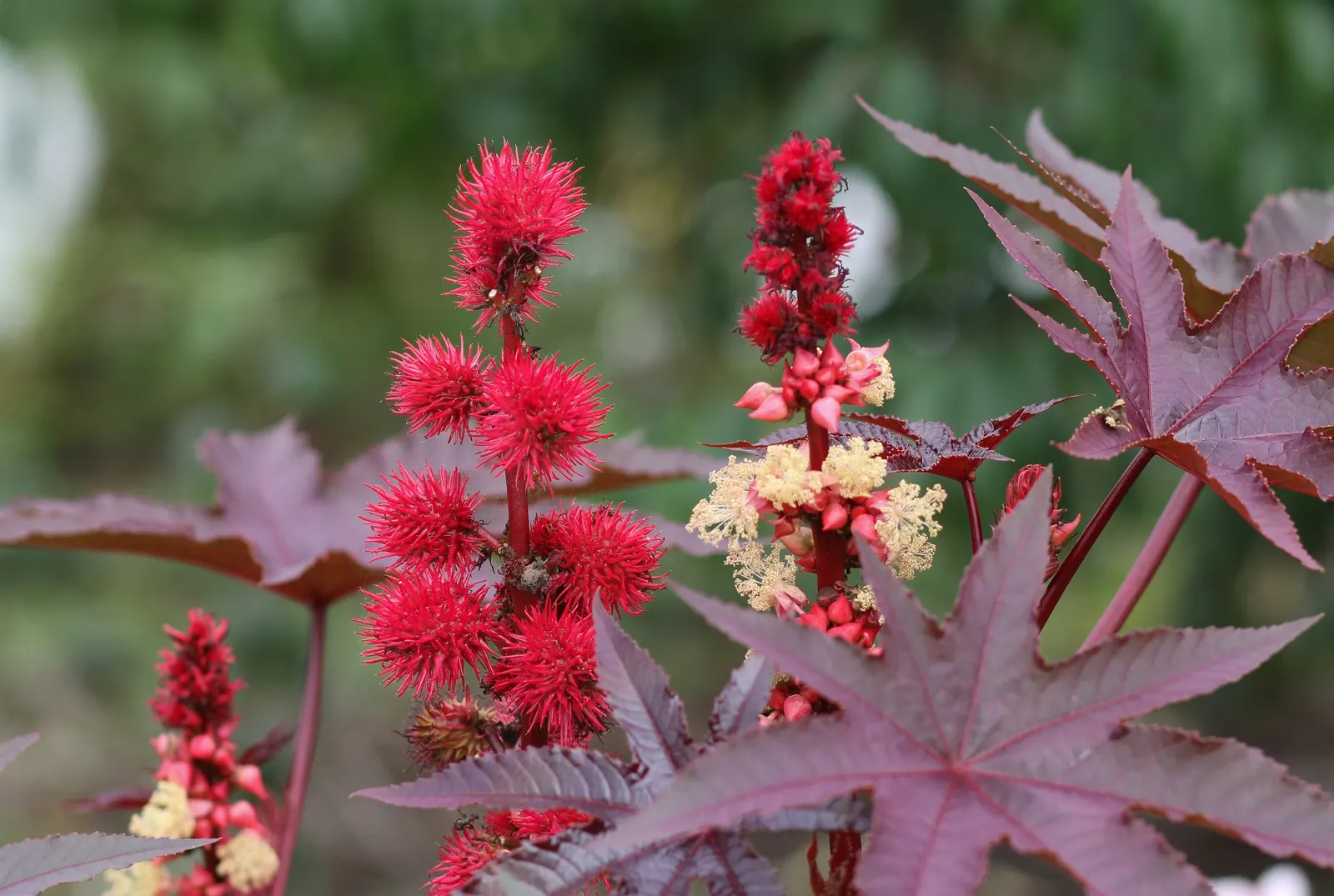 Castor Bean, Palma Christi (Ricinus Communis) — fast-growing specimen that can add a bold architectural statement to any garden; prefers full sun, image 56