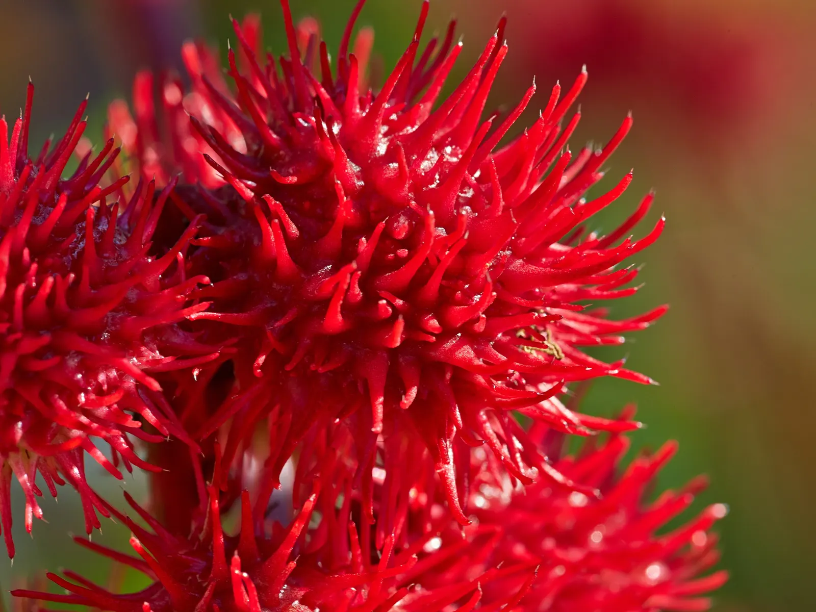 Castor Bean, Palma Christi (Ricinus Communis) — While the seeds are noteworthy for containing ricin; hardy in zones 9-11, grown as an annual in, image 135