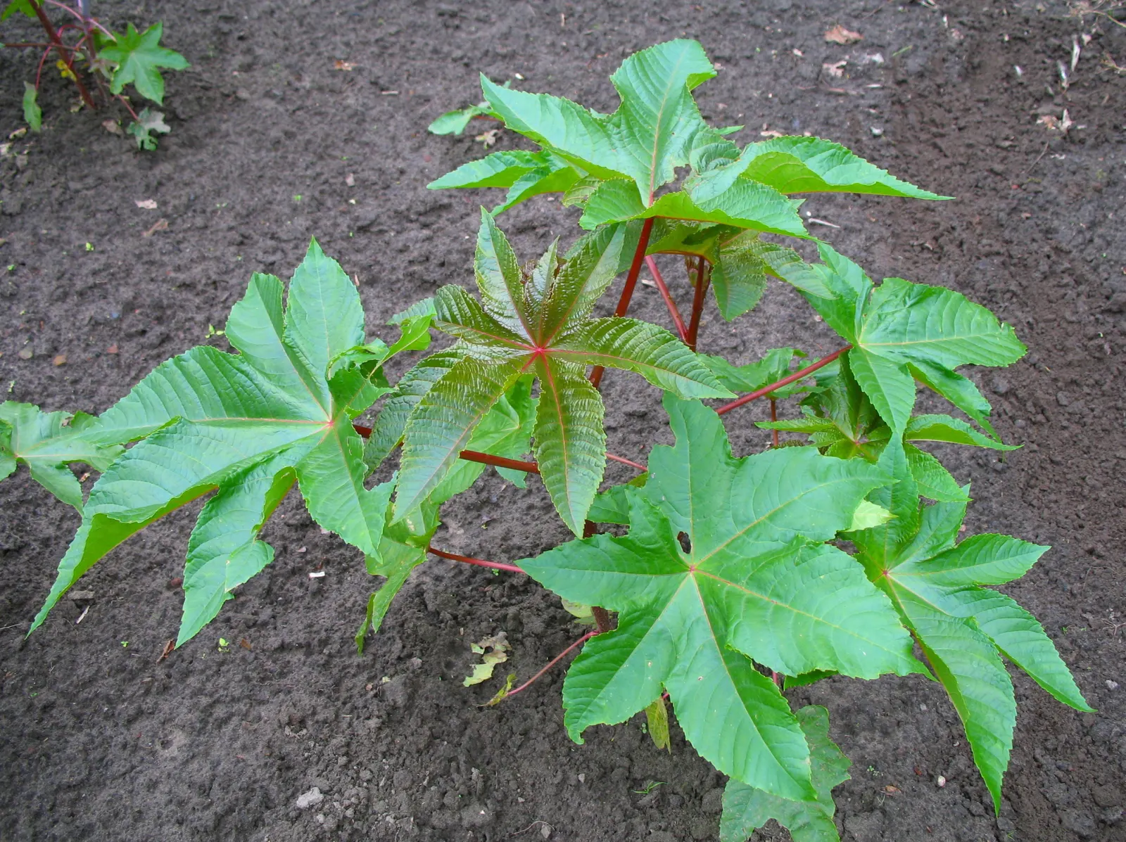 Castor Bean, Palma Christi (Ricinus Communis) — palmate leaves that can span up to 2 feet wide; they prefer full sun and thrive in rich, image 130