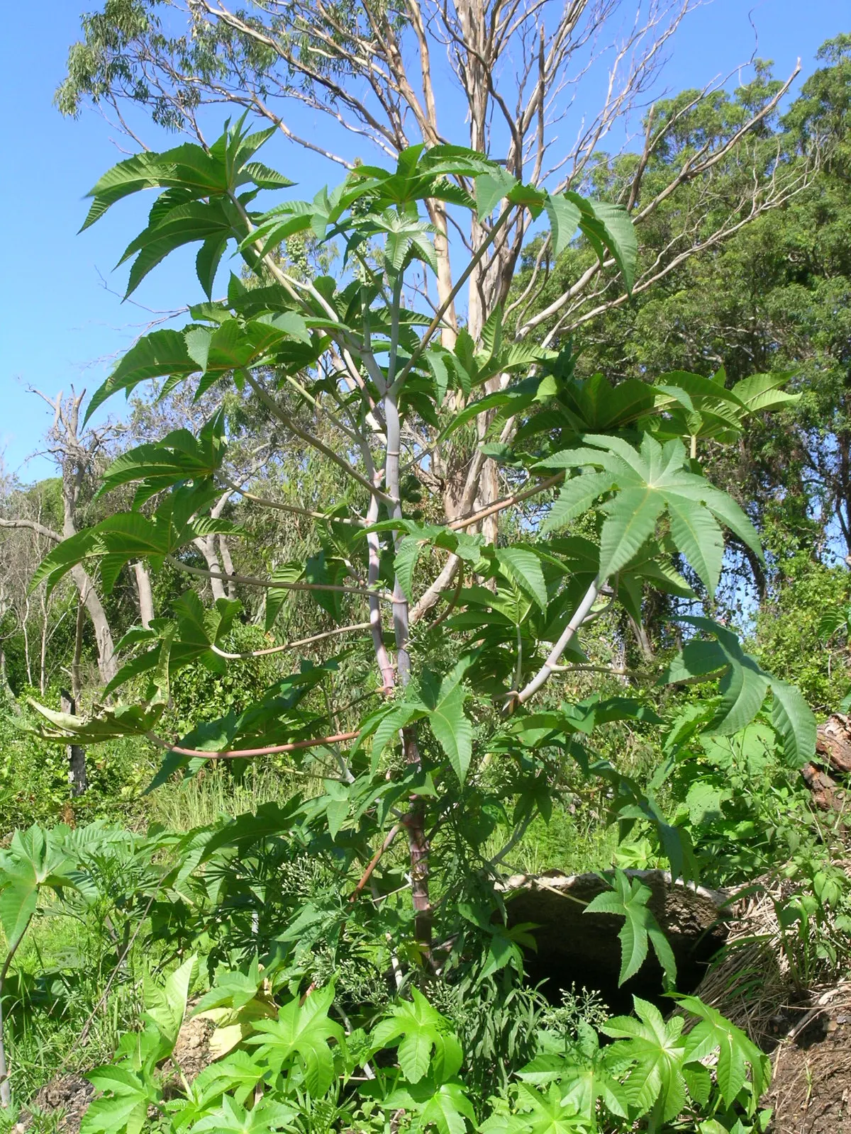 Castor Bean, Palma Christi (Ricinus Communis) — fast-growing tropical perennial reaching up to 10 feet in height; ricinus communis comes in a, image 122