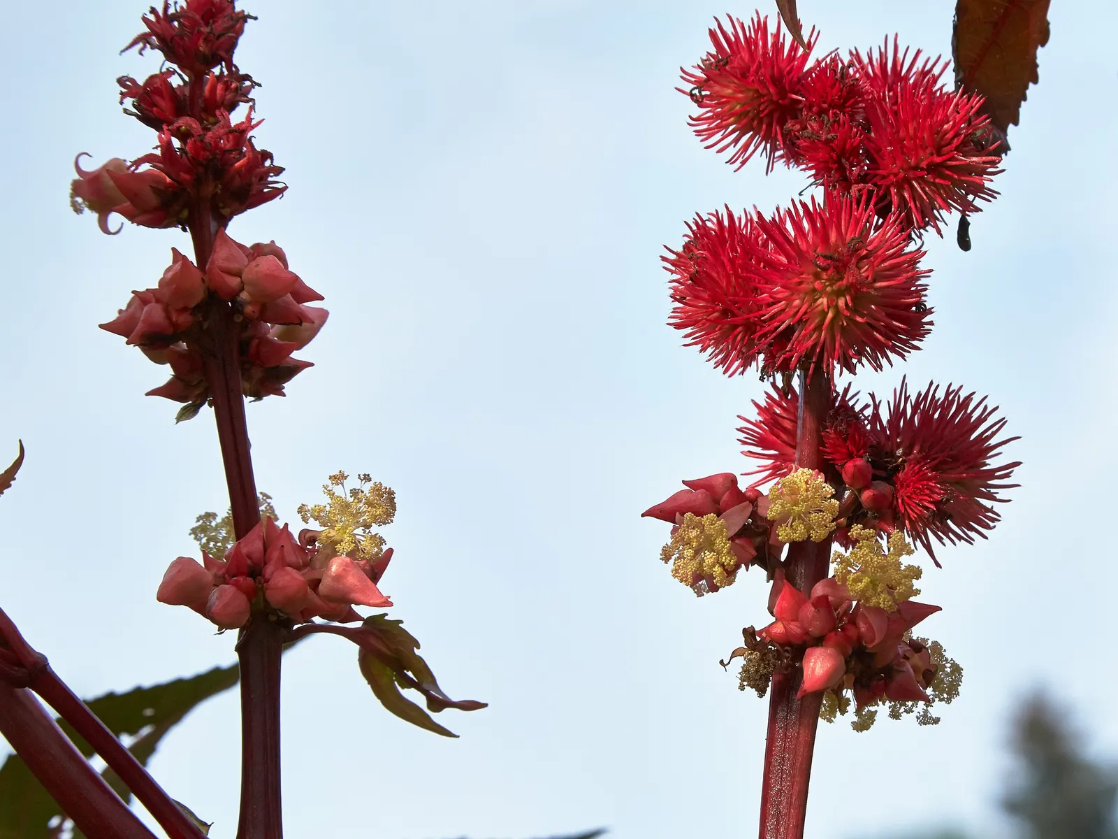Castor Bean, Palma Christi (Ricinus Communis) — fast-growing specimen that can add a bold architectural statement to any garden; prefers full sun, image 80