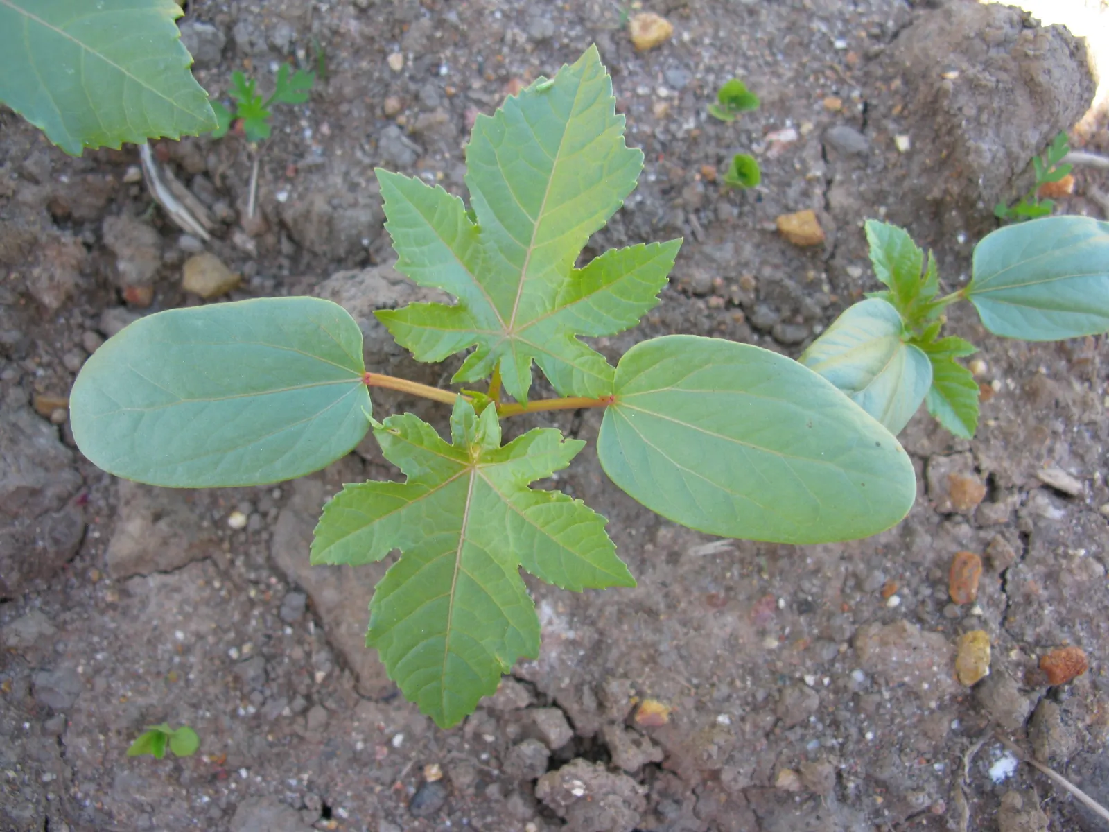 Castor Bean, Palma Christi (Ricinus Communis) — fast-growing specimen that can add a bold architectural statement to any garden; prefers full sun, image 128