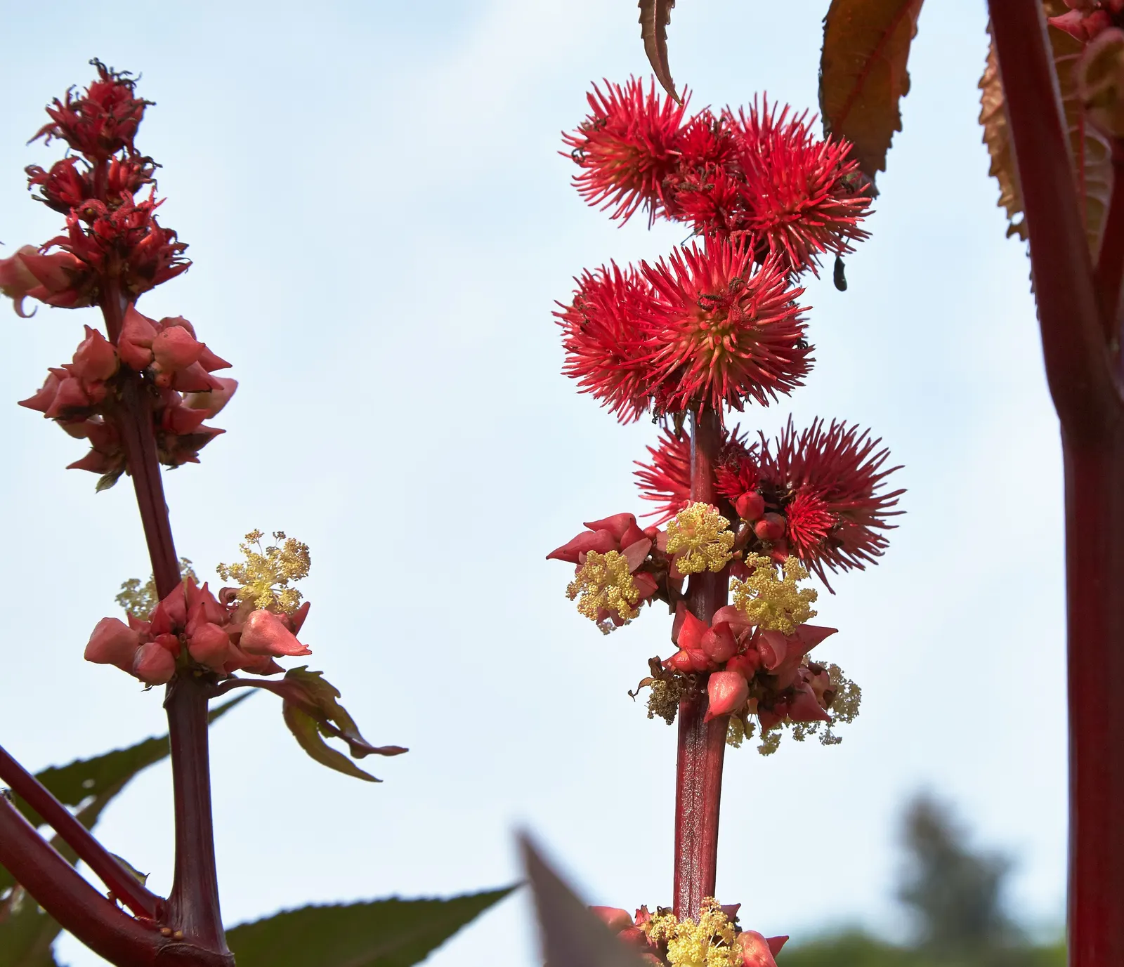 Castor Bean, Palma Christi (Ricinus Communis) — Regular watering during dry periods will ensure a lush, captivating presence