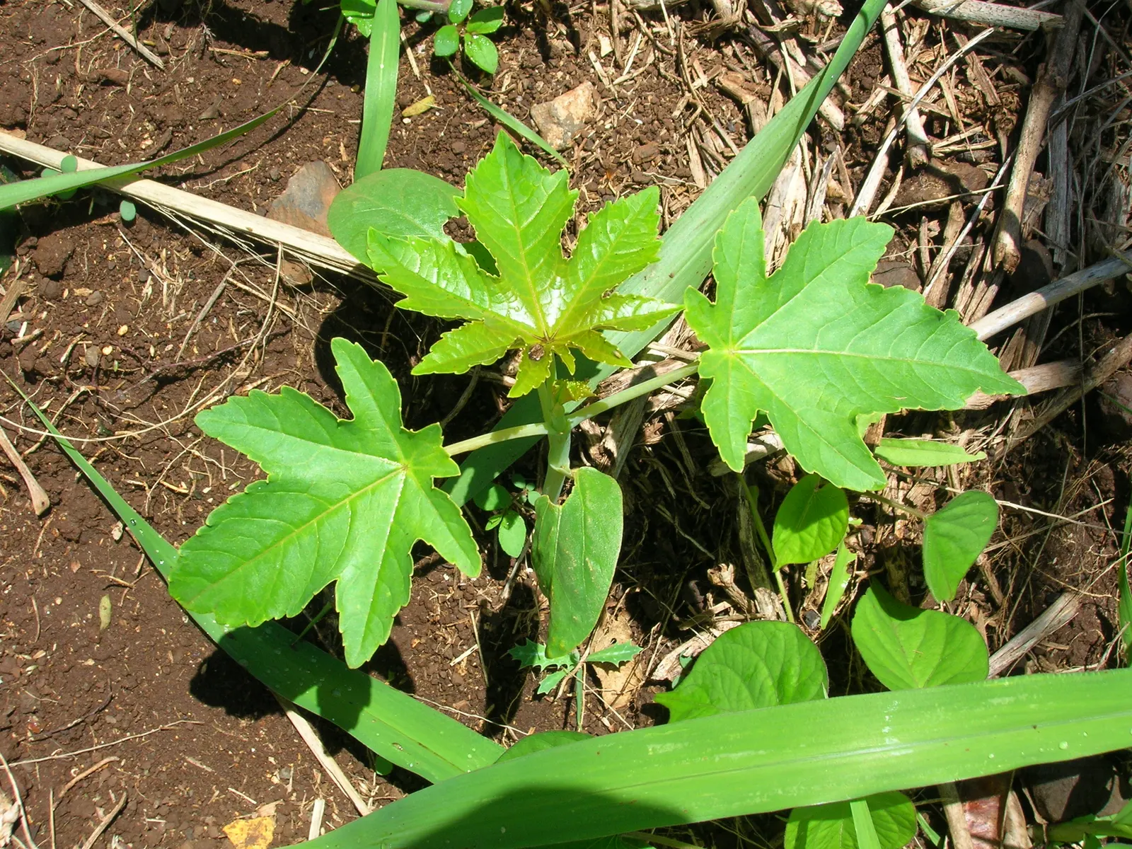 Castor Bean, Palma Christi (Ricinus Communis) — They prefer full sun and thrive in rich, well-drained soil; palmate leaves that can span up to 2, image 115