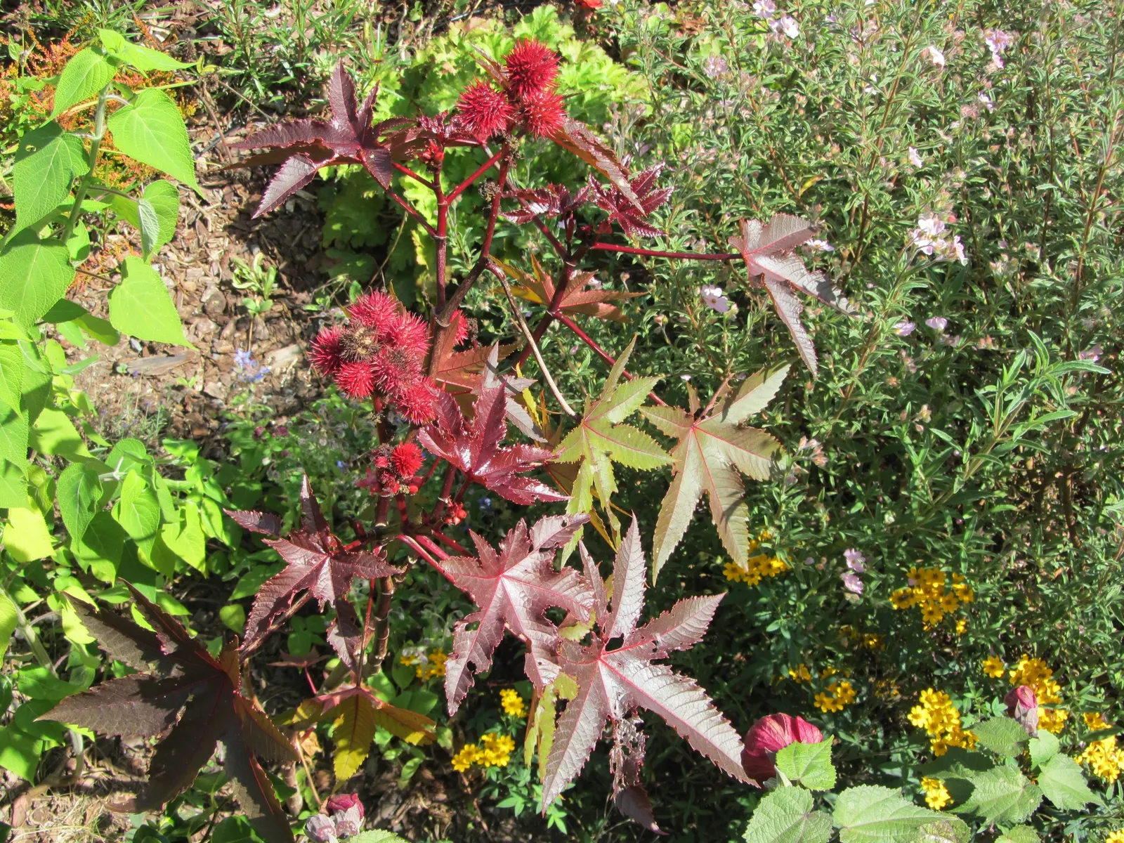 Castor Bean, Palma Christi (Ricinus Communis) — and handle with care during planting and maintenance; mid-summer to fall, the plant produces spiny, image 143