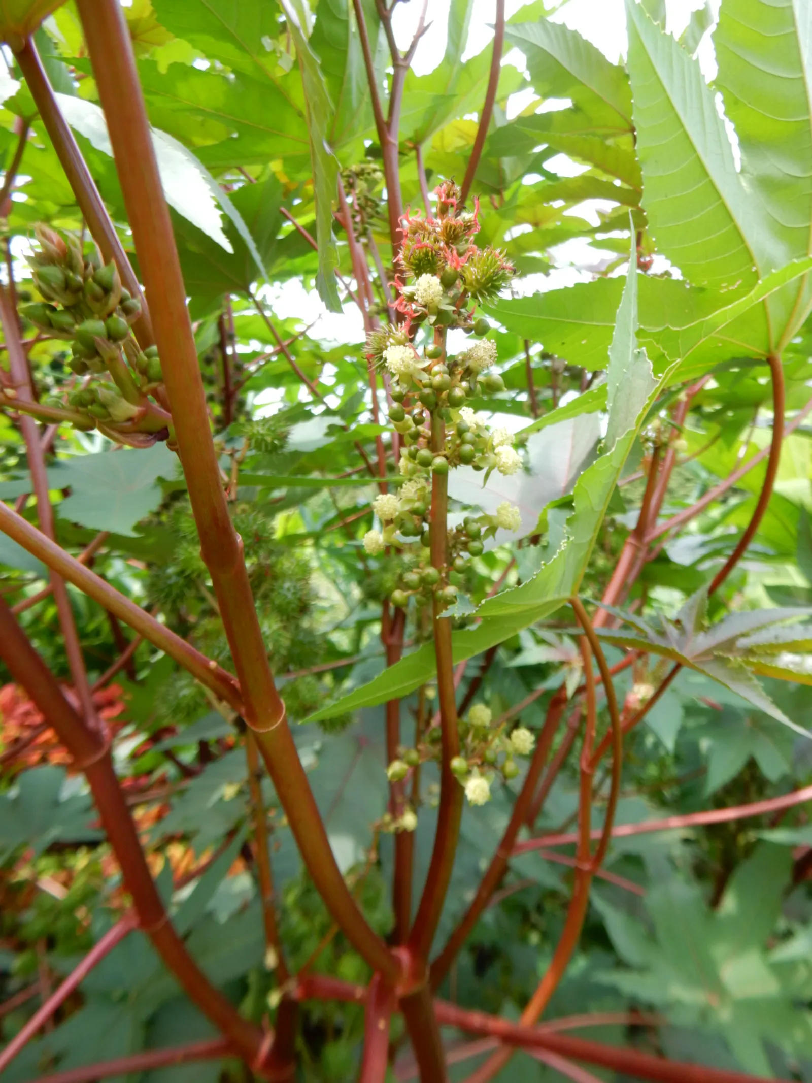 Castor Bean, Palma Christi (Ricinus Communis) — historically used for medicinal purposes.<br><br>Given its rapid growth; ample space is essential, image 137