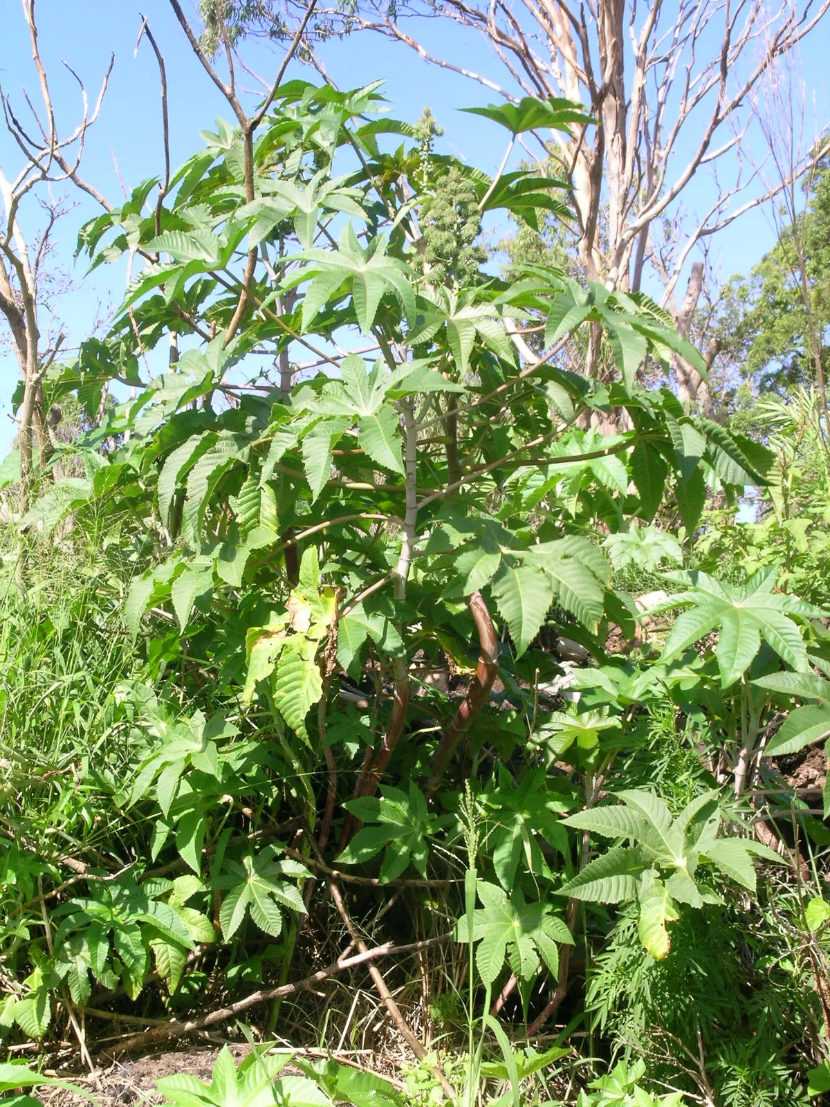 Castor Bean, Palma Christi (Ricinus Communis) — Hardy in zones 9-11, grown as an annual in cooler climates; while the seeds are noteworthy for containing ricin