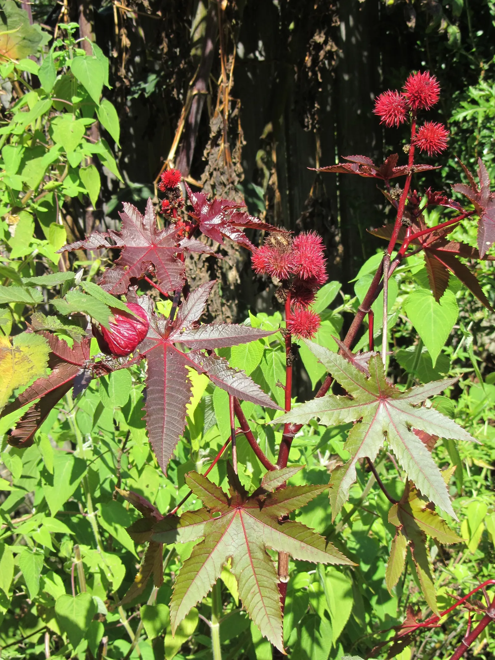 Castor Bean, Palma Christi (Ricinus Communis) — they are also the source of castor oil; the leaves are arranged in a star-like pattern adding to, image 112