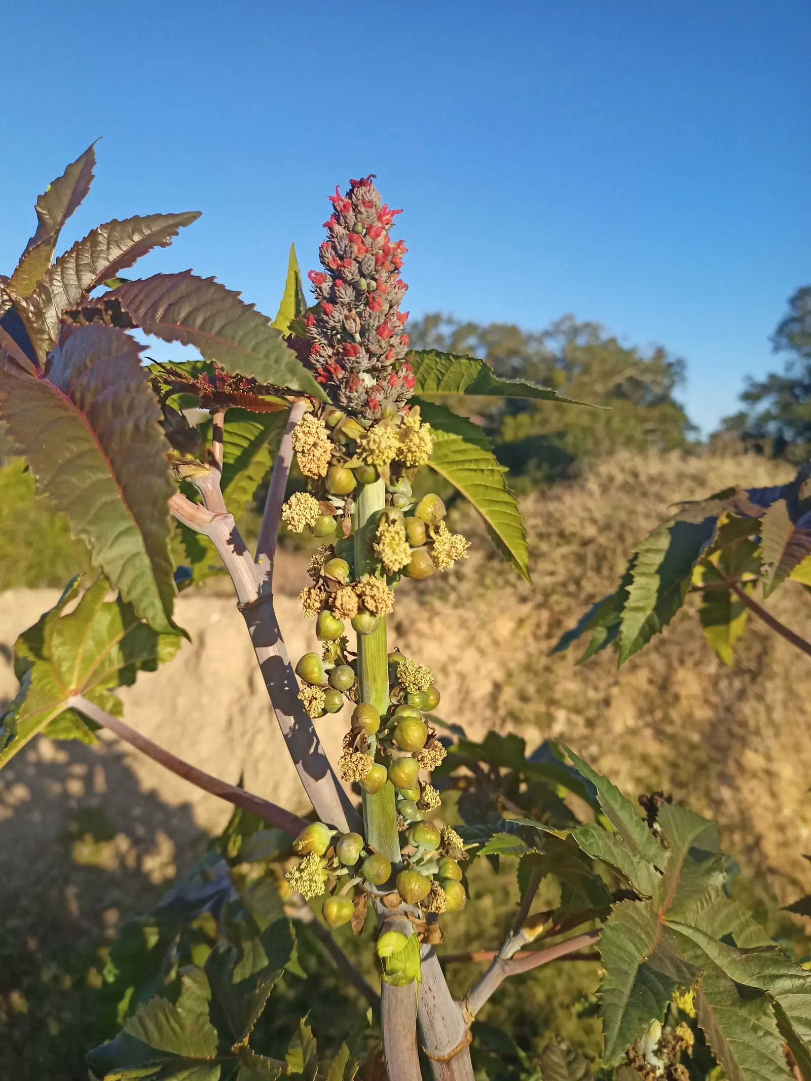 Castor Bean, Palma Christi (Ricinus Communis) — They prefer full sun and thrive in rich, well-drained soil; palmate leaves that can span up to 2, image 67
