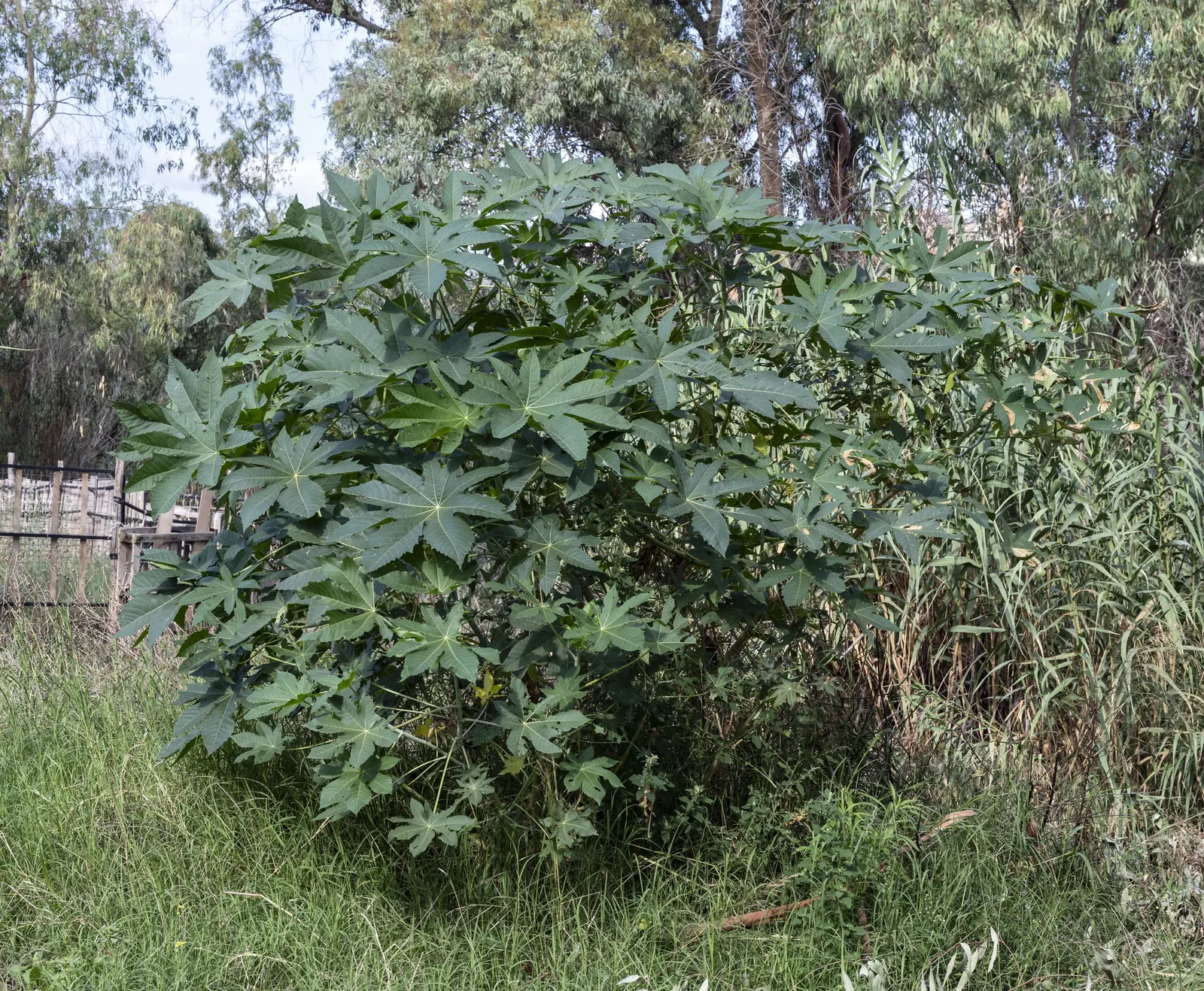 Castor Bean, Palma Christi (Ricinus Communis) — historically used for medicinal purposes.<br><br>Given its rapid growth; ample space is essential, image 113